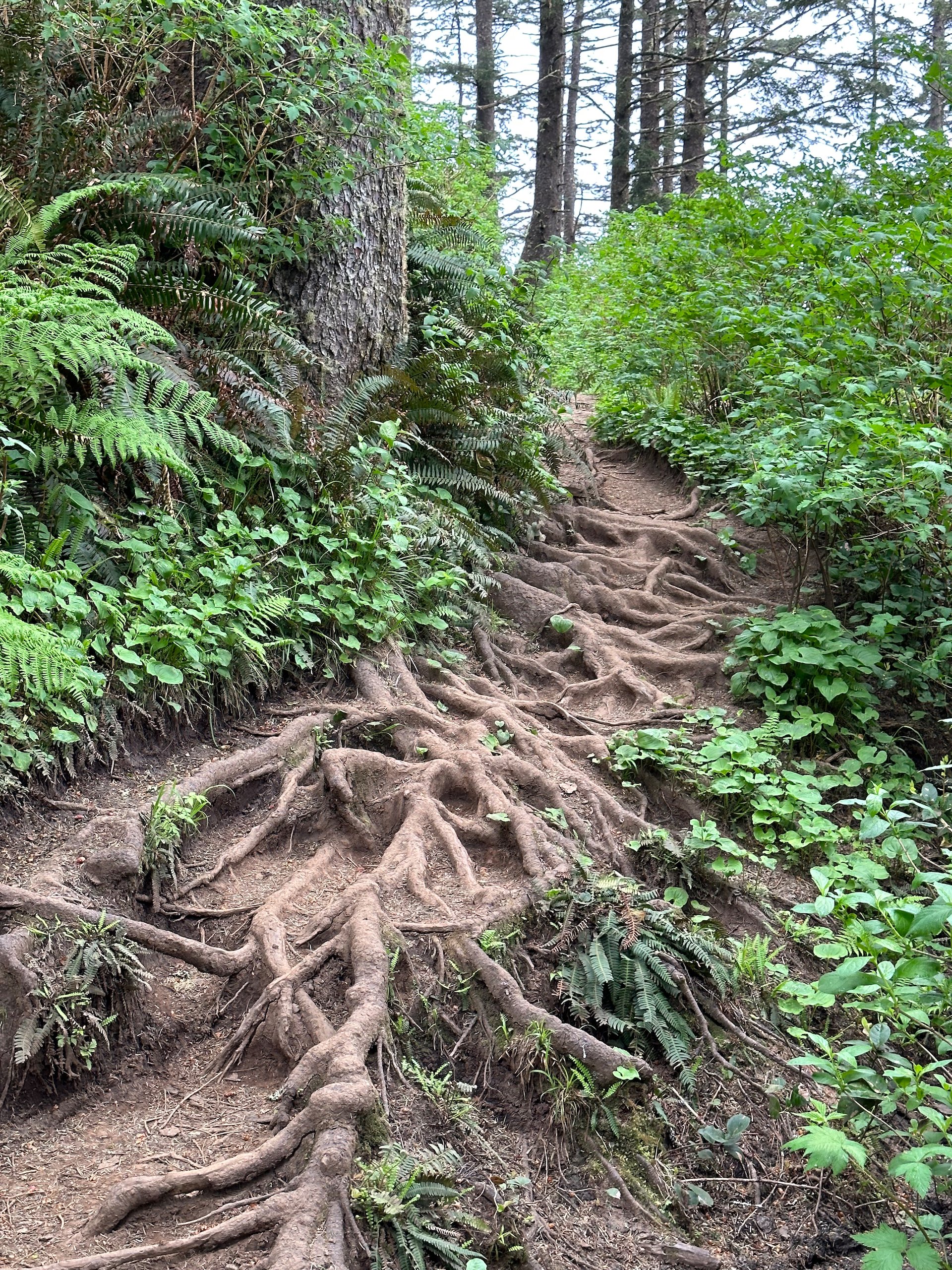  In many places the trail was slightly difficult, with lots of roots and mud to be navigated.  