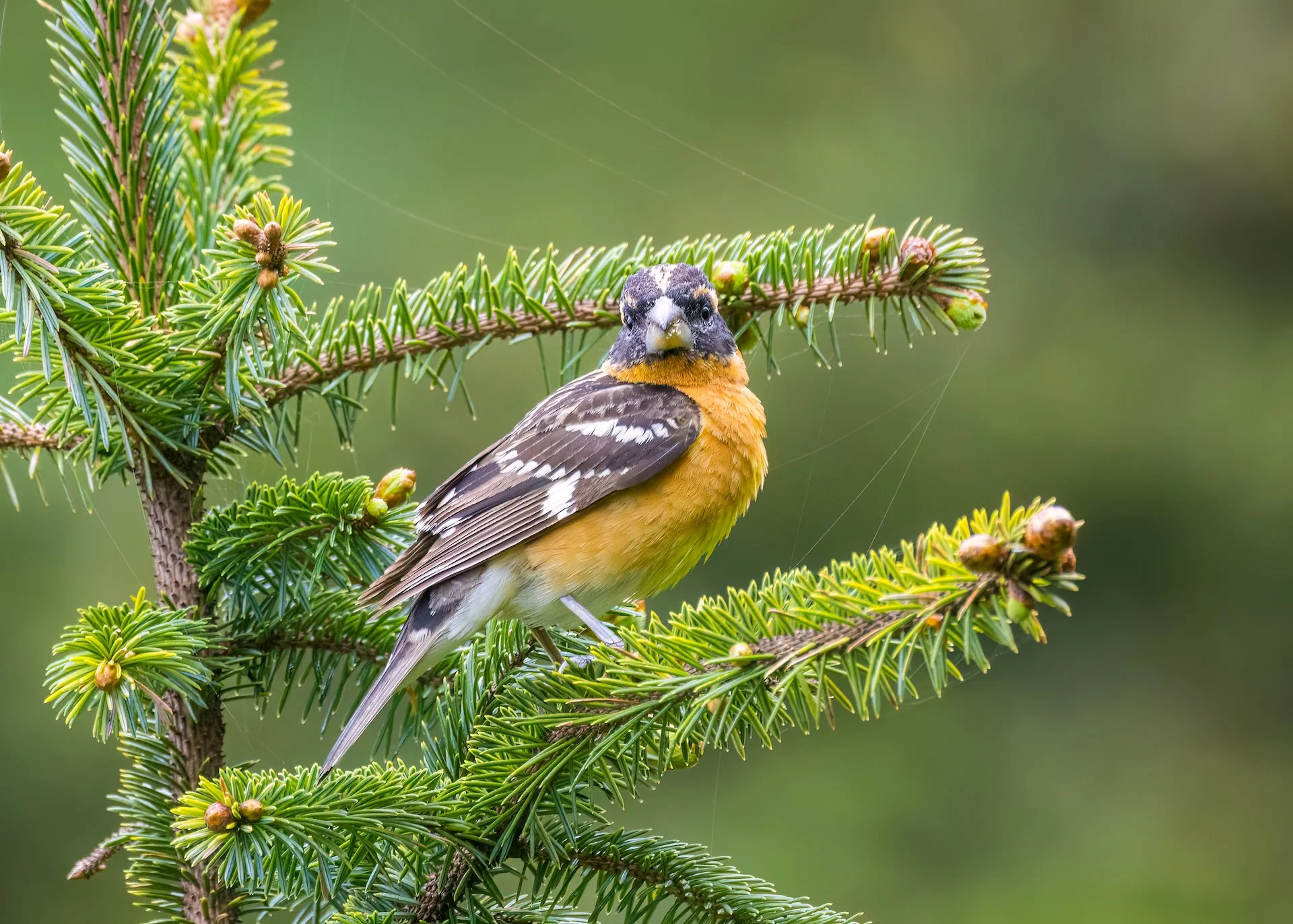 Prtland Road Trip - 98.jpeg