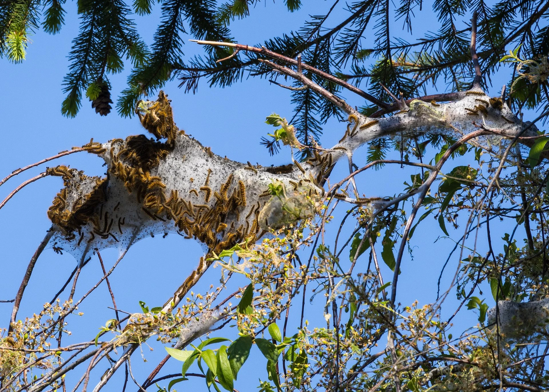  This is what we’re dealing with. This is one nest of more than a dozen in this one pin cherry tree. 