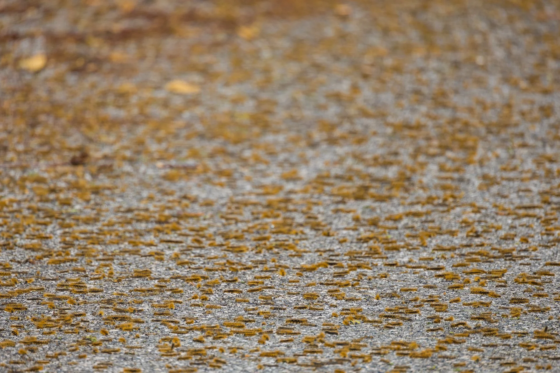  And in places the roads are this densely covered in them! 