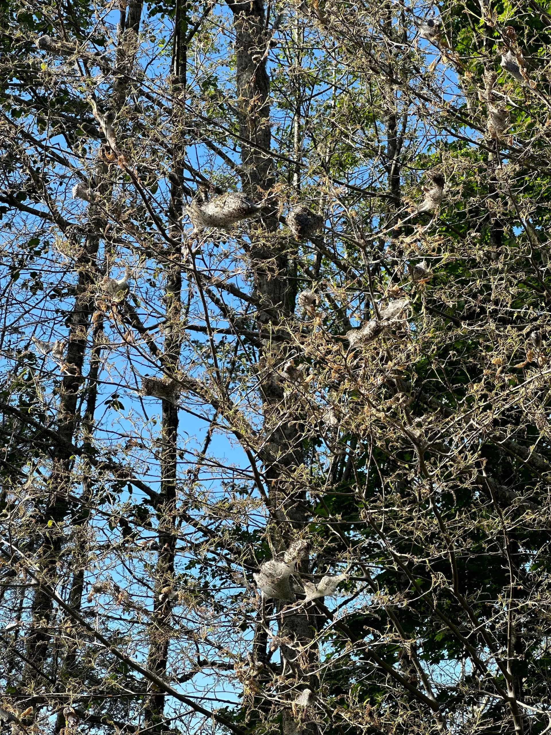  There are nests everywhere.  