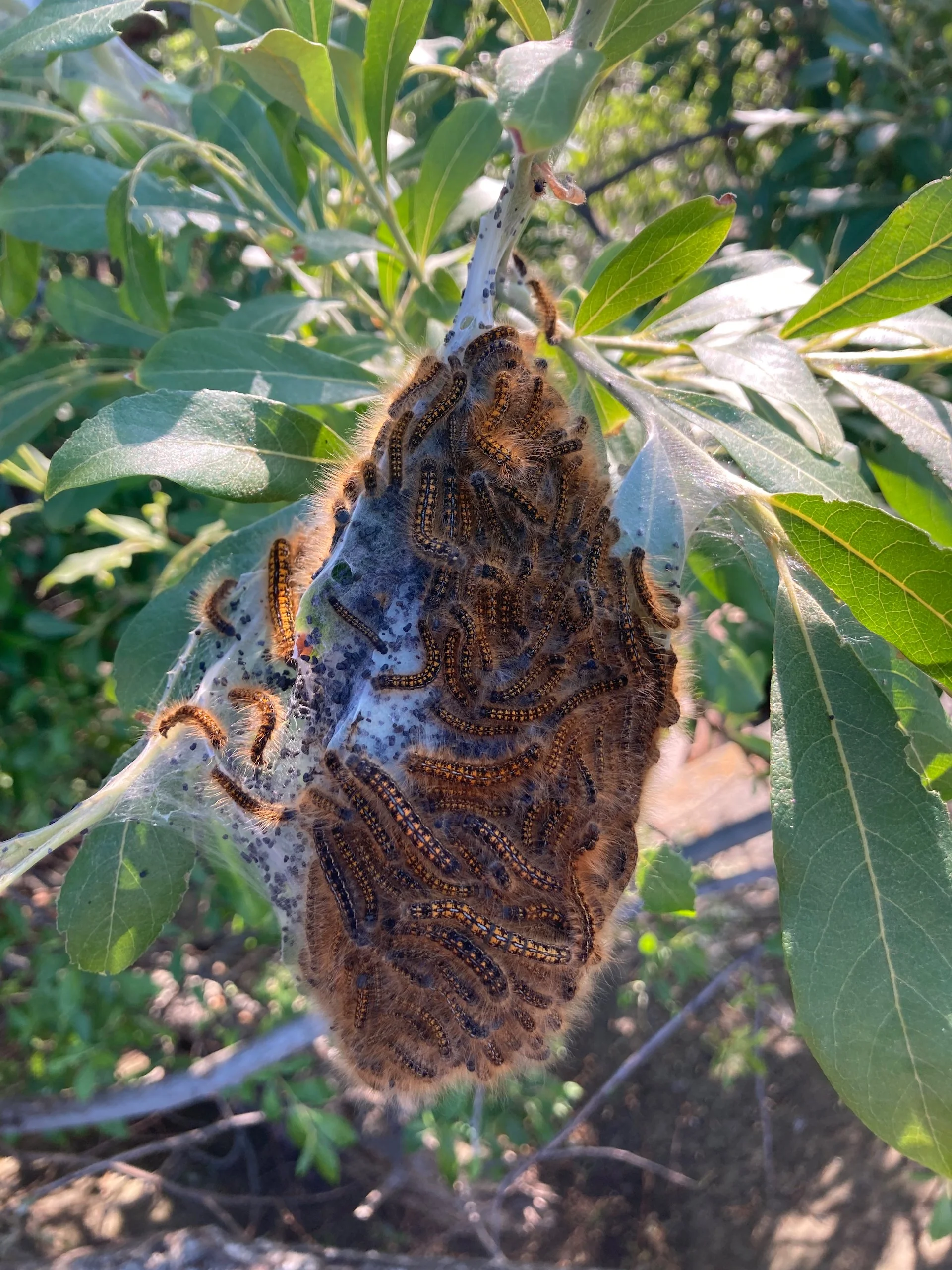  Another mass of caterpillars - the worst is that they fall out of the sky on you.  