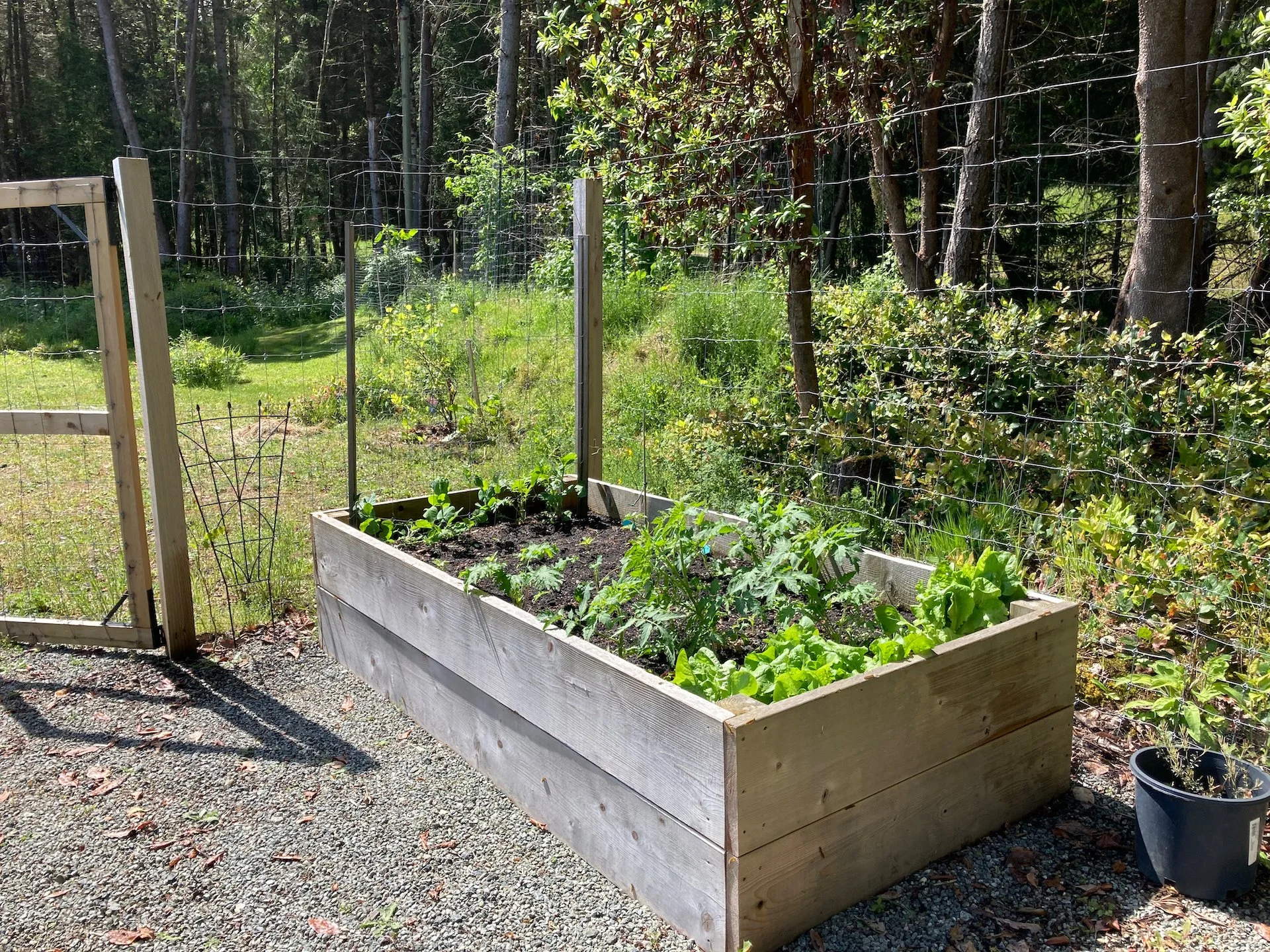  Garden Box #1 - peas on the end; kale, tomatoes and lettuce. 