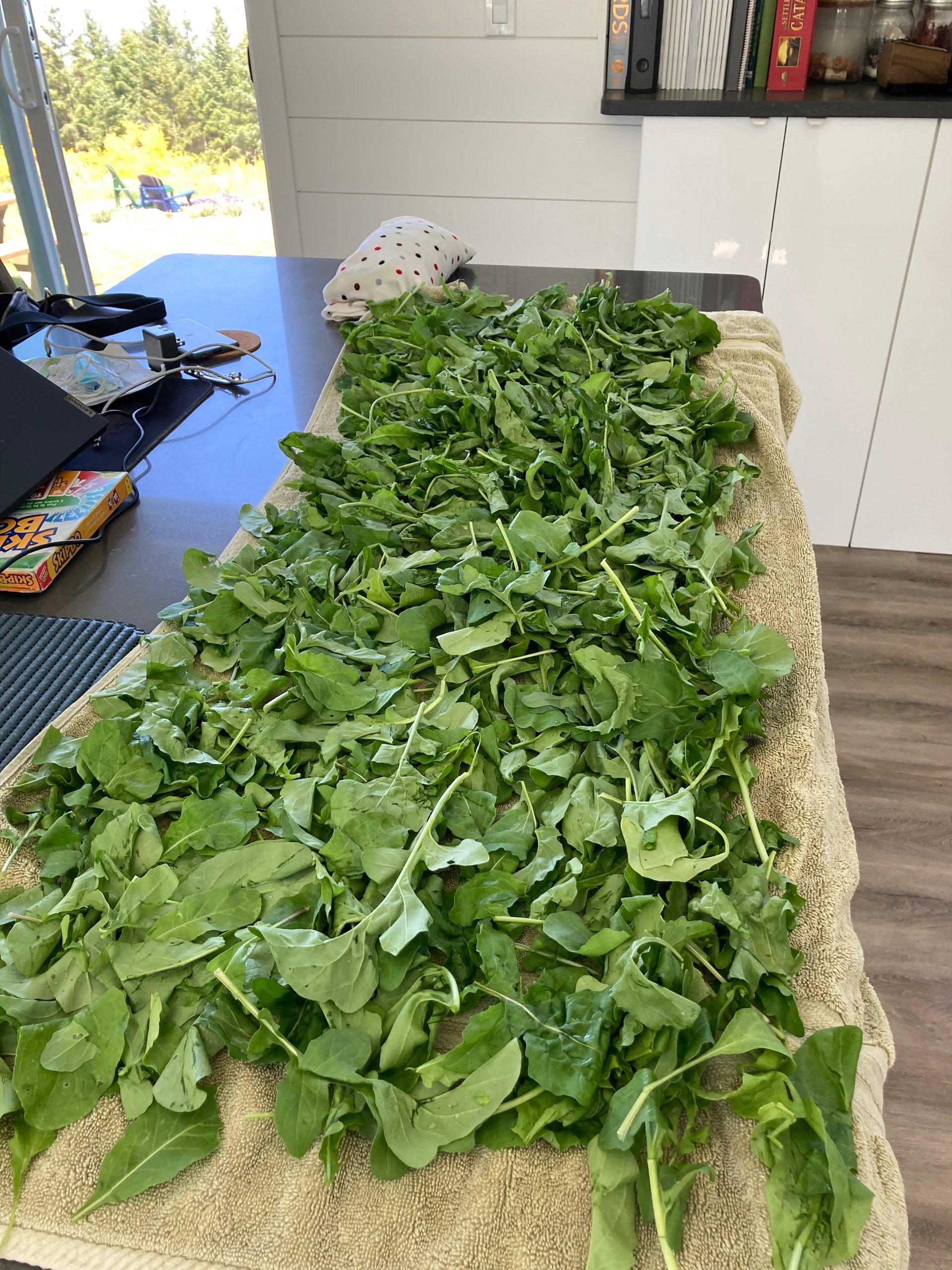  We harvested some arugula - more than we’ll be able to eat so we donated some to the local food bank. 