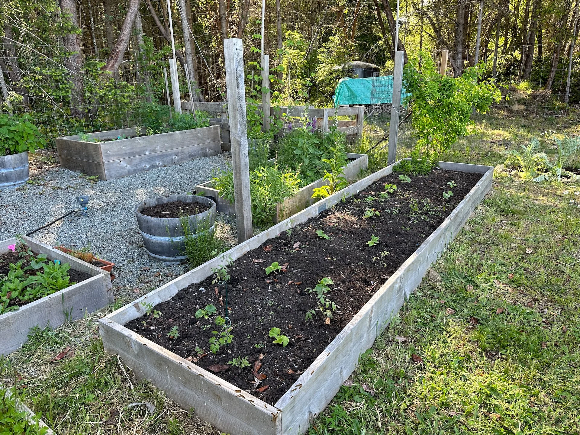  I’m a little worried about this large box. The cucumbers, squash and tomatoes over here seem to be off to a slow start. 