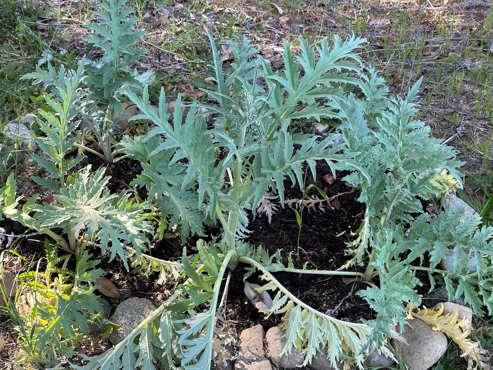  The artichokes are doing really well this year! 