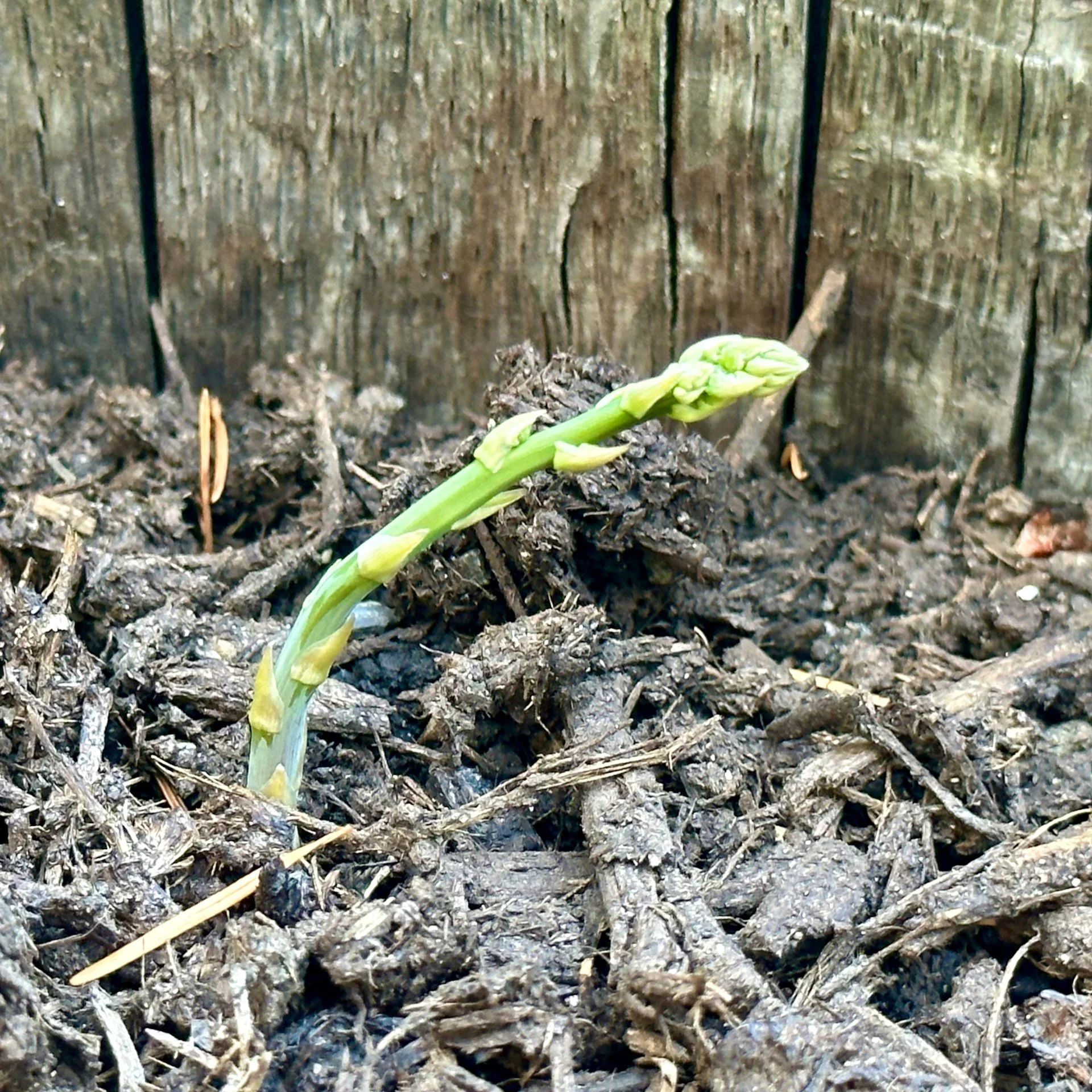  I tried asparagus crowns this year too - and they are actually working! 