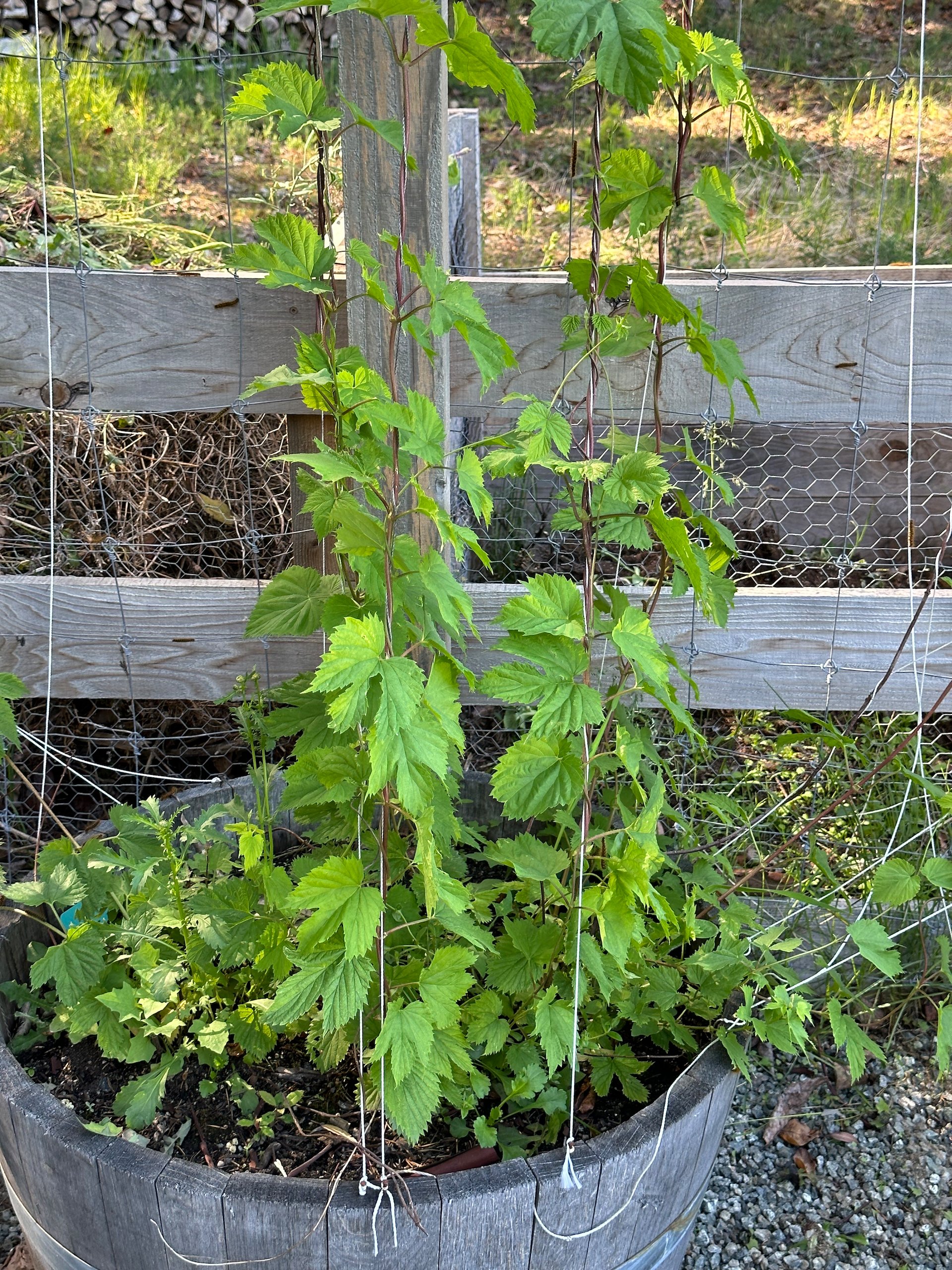  My hops are off to a strong start.  