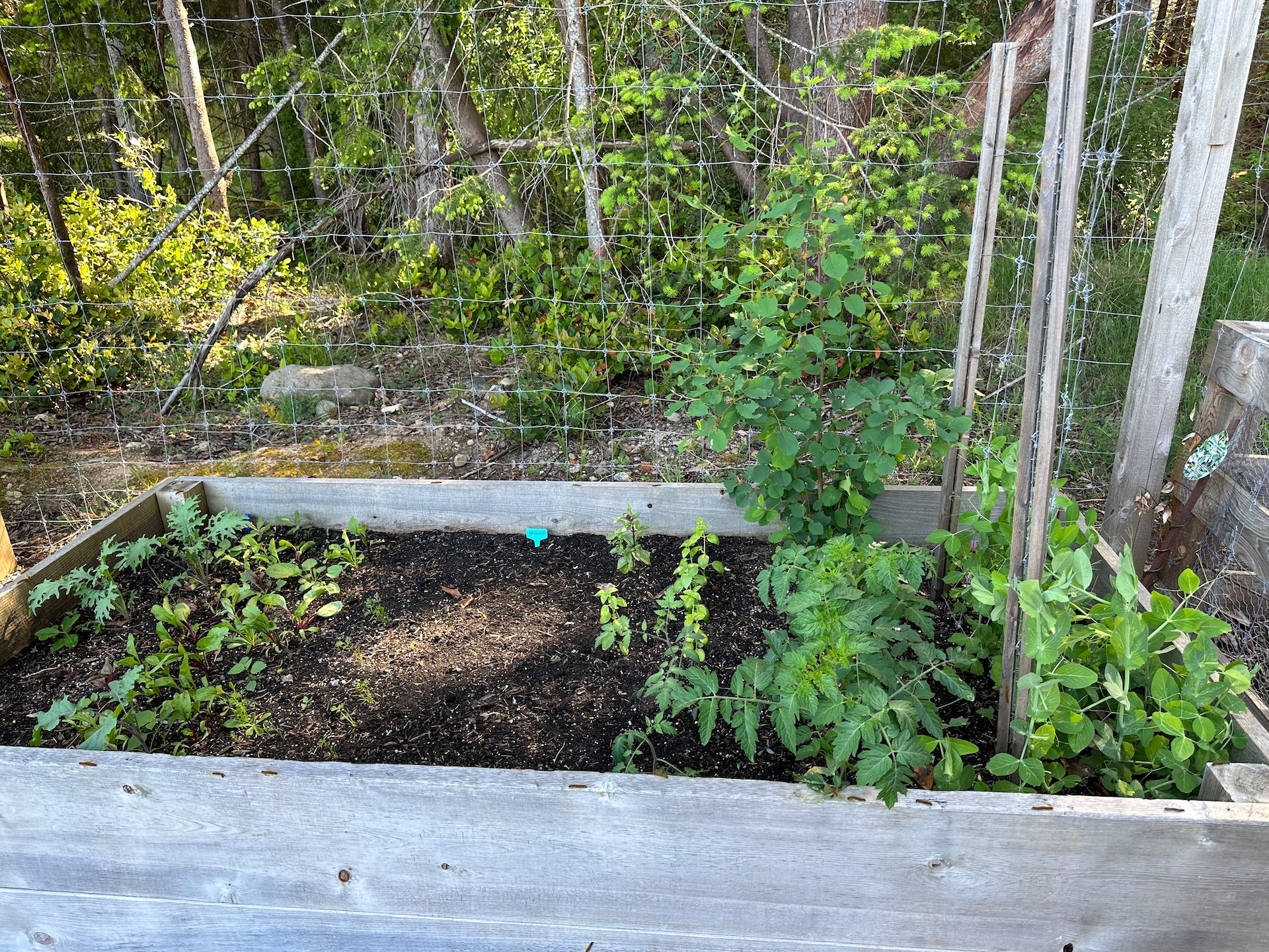  The earlier picture of the arugula was harvested from the empty spot between the beets and the basil, with tomatoes and peas.  