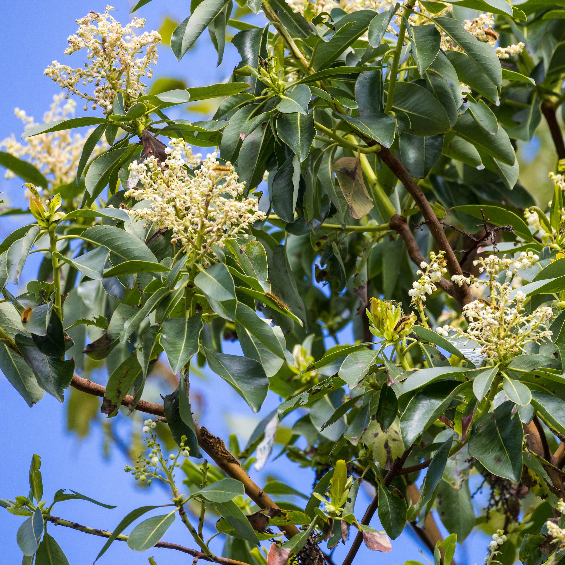  Arbutus tree flowers 