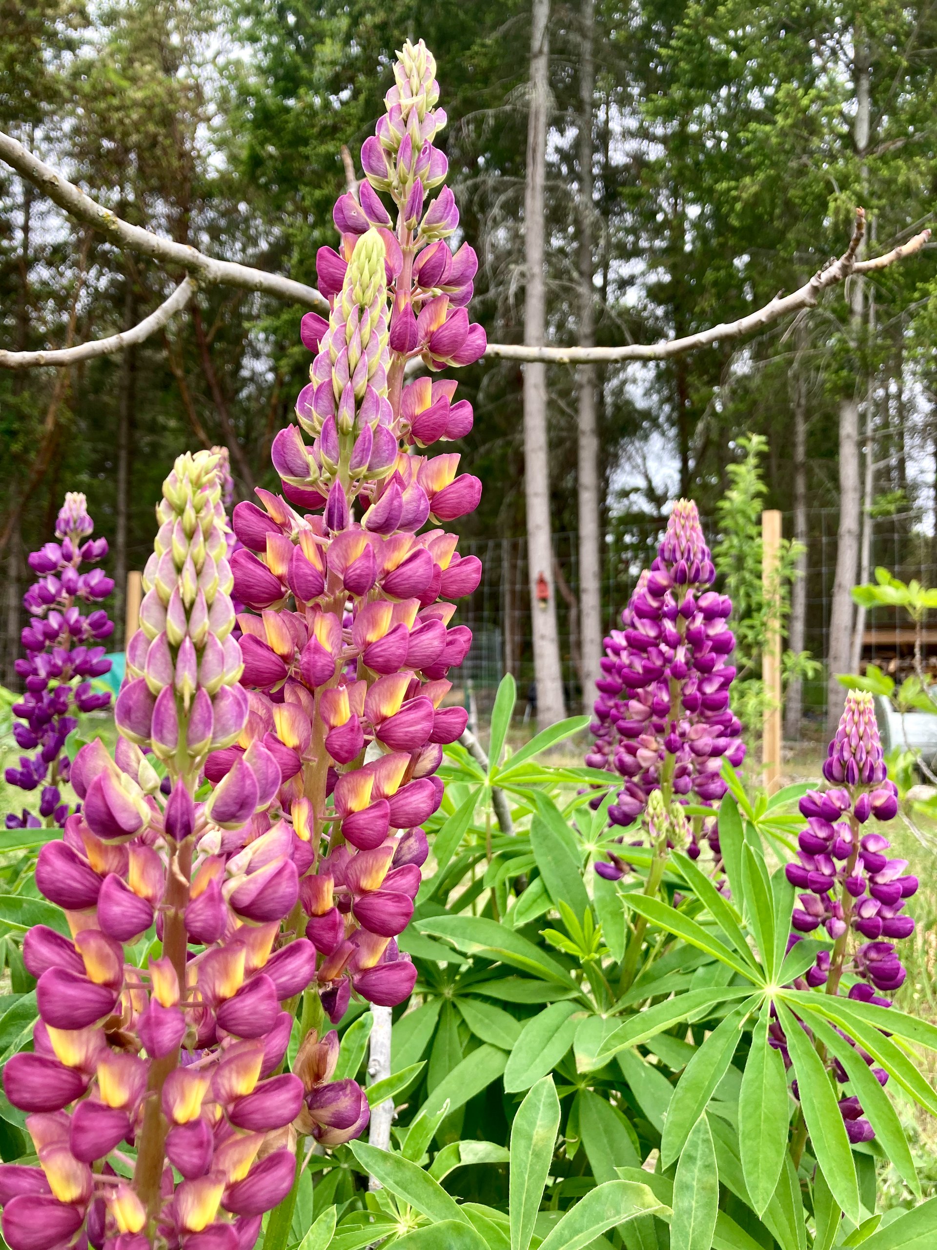  This batch of lupins are crowding out our fig tree. 