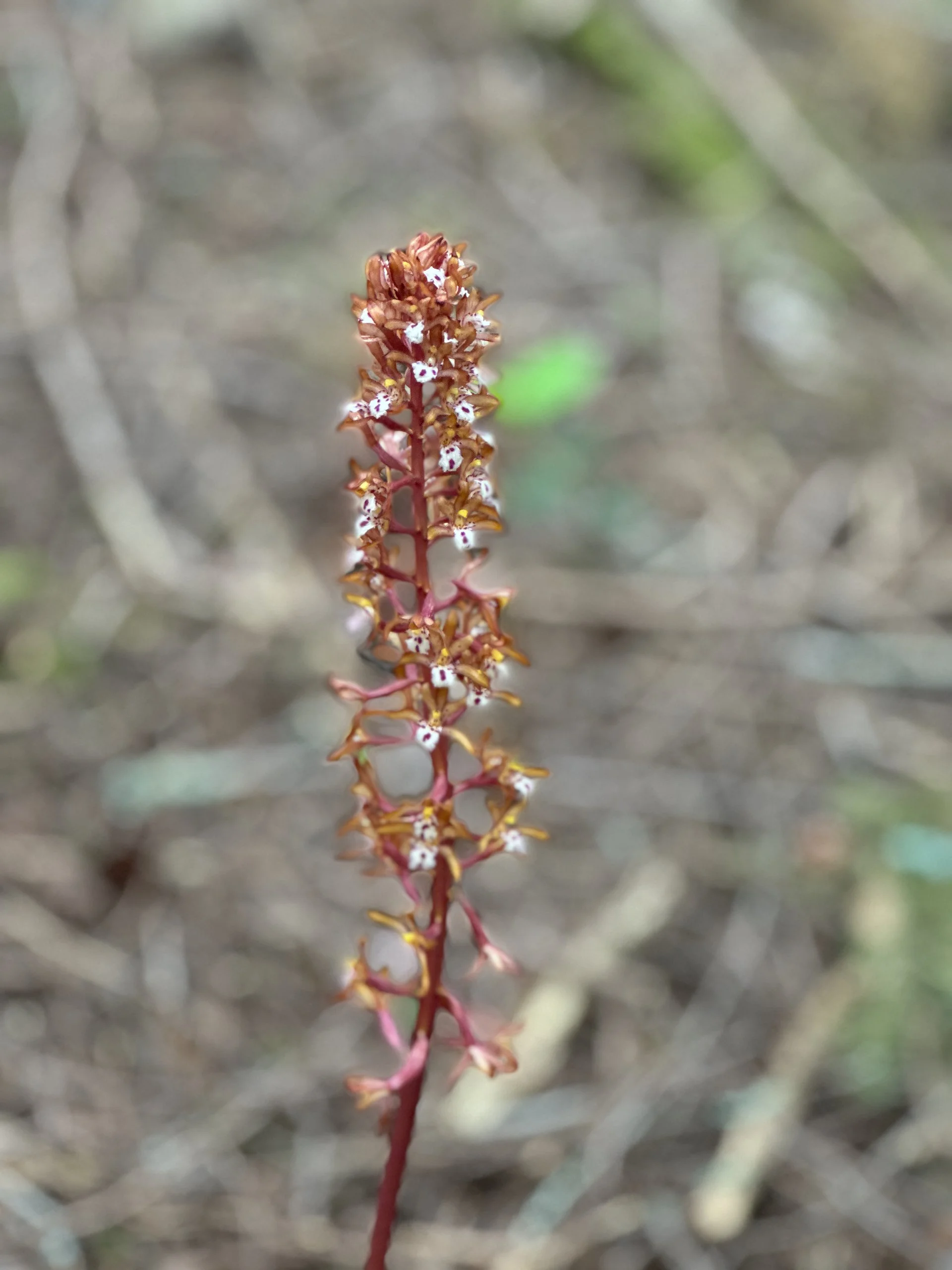  Tiny orchids that we see in the forest 