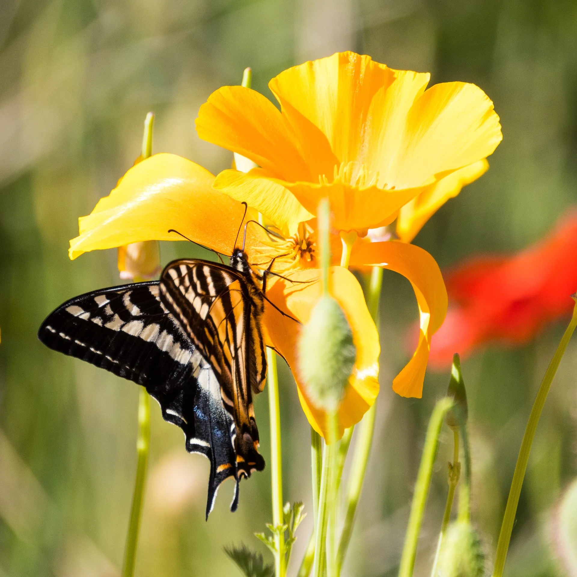  Poppies and butterflies  