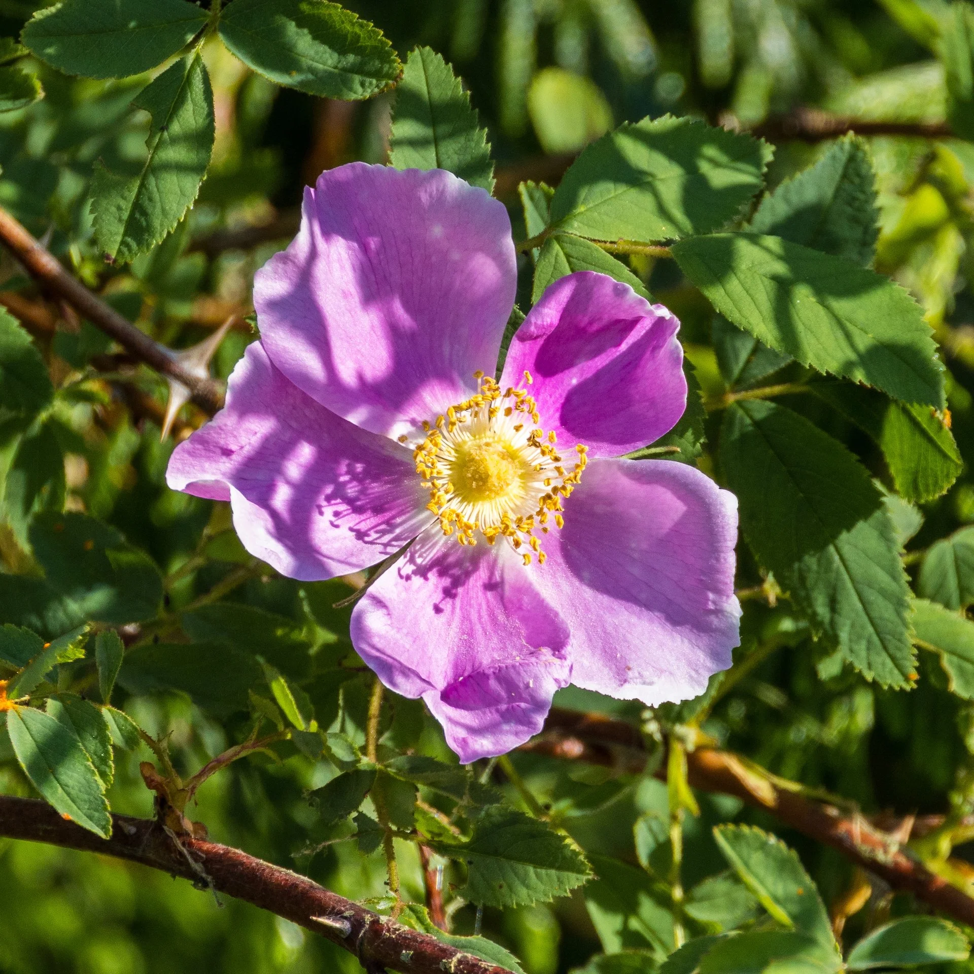  Wild rose 