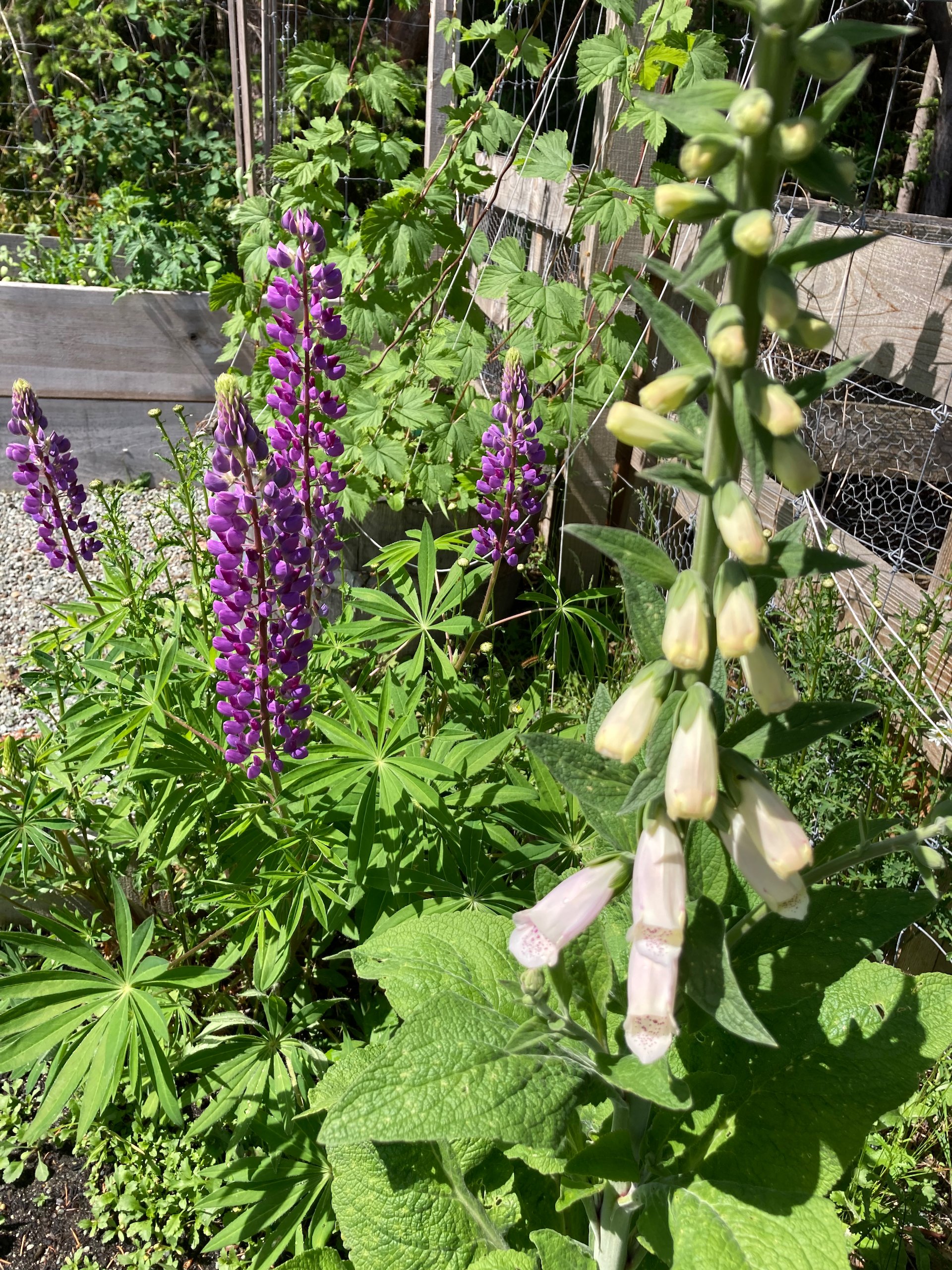  Lupins and foxglove 