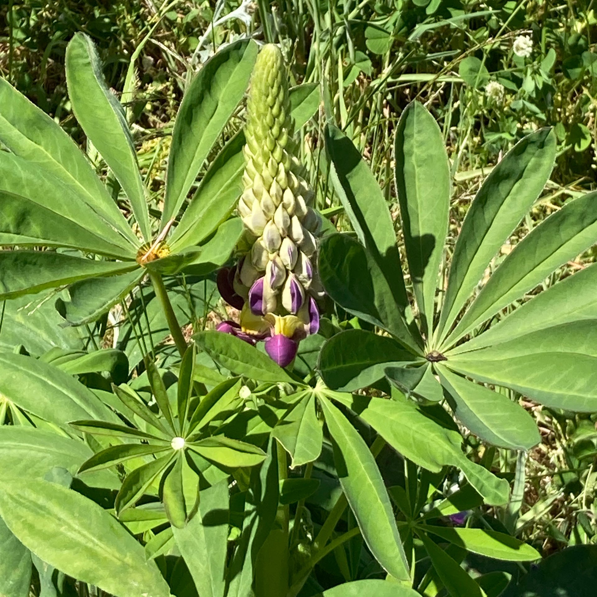 Lupin about to bloom 