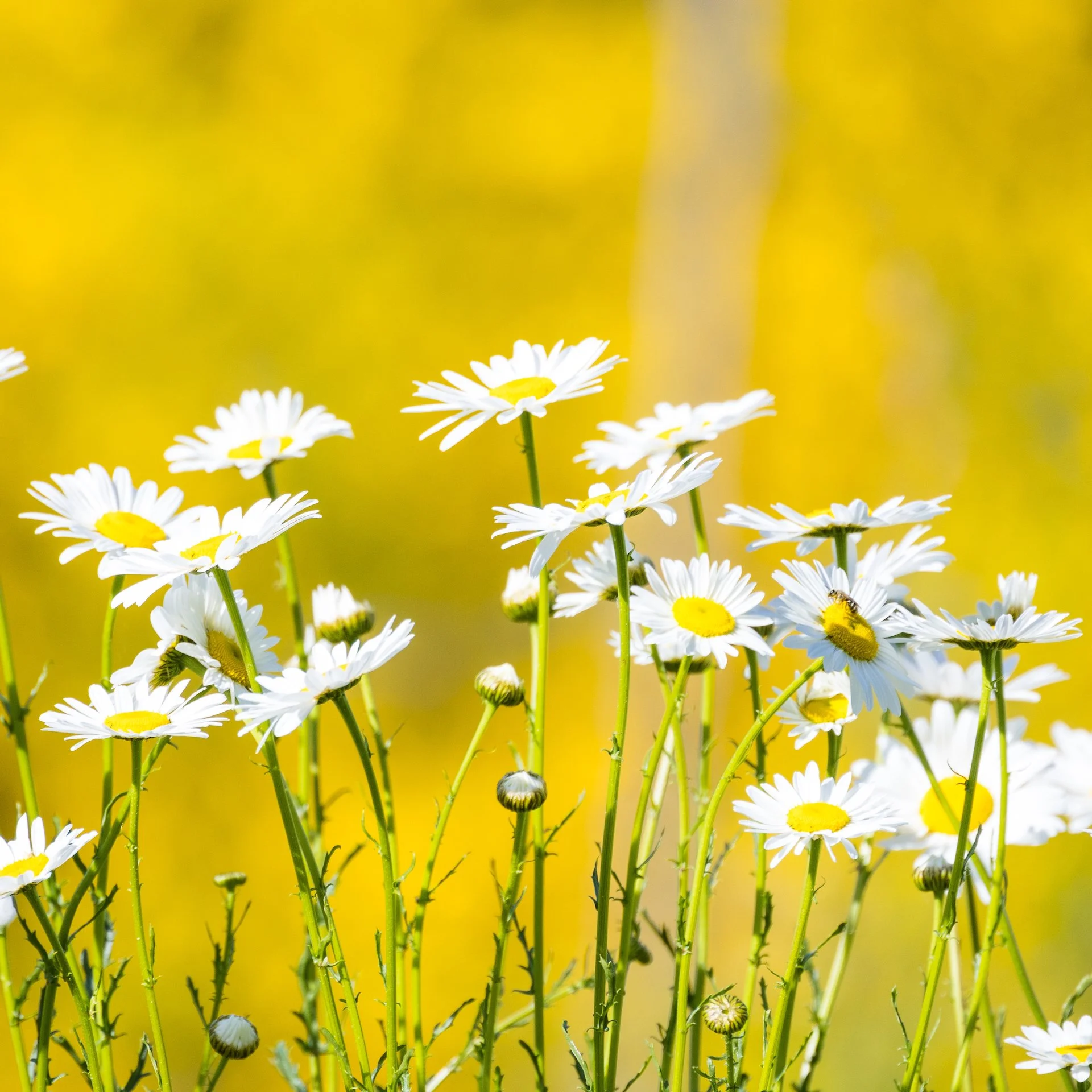  Daisies - Justine’s favorites! 