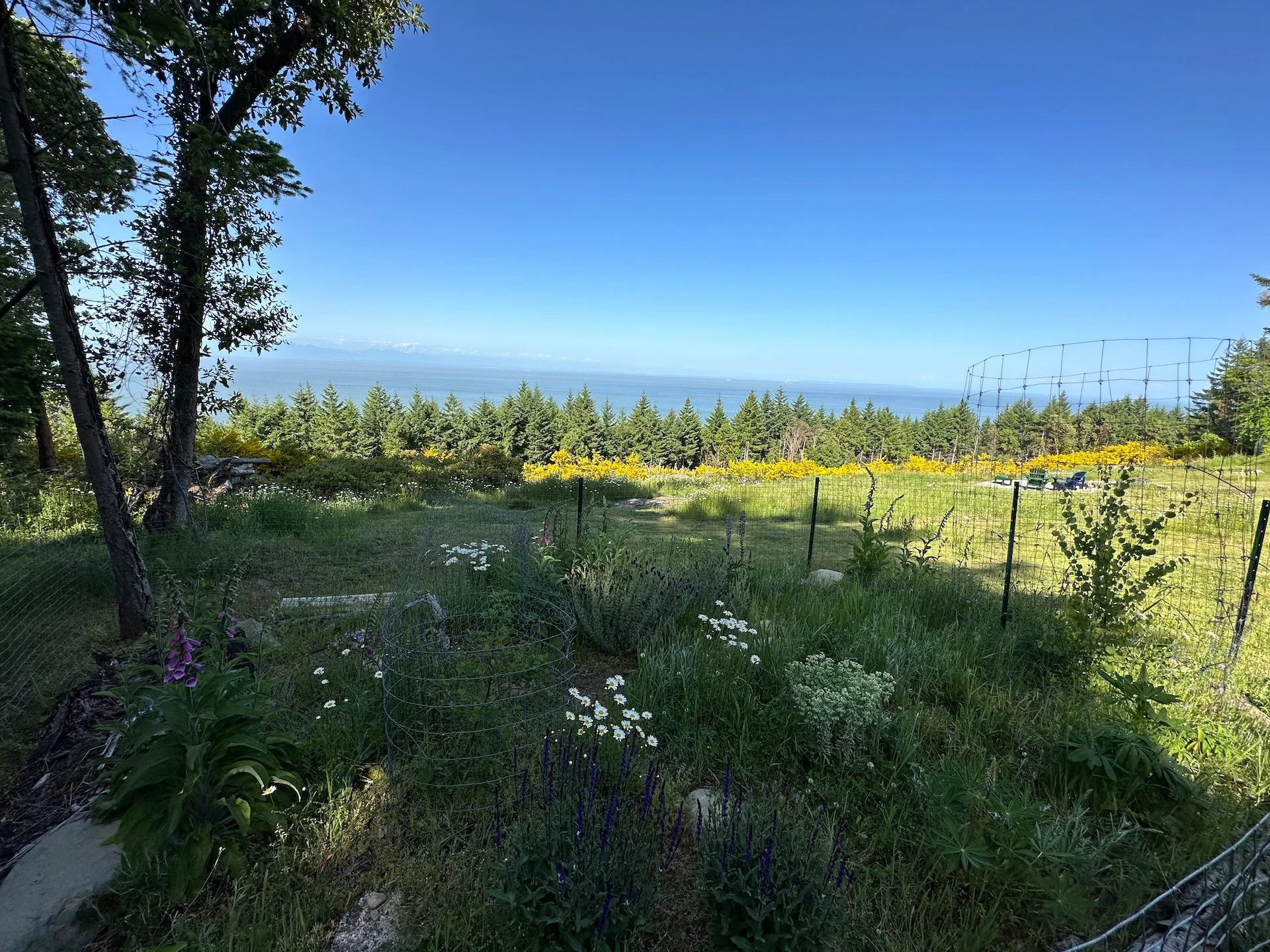  Justine’s garden is looking really good - maybe a bit overgrown with grass 