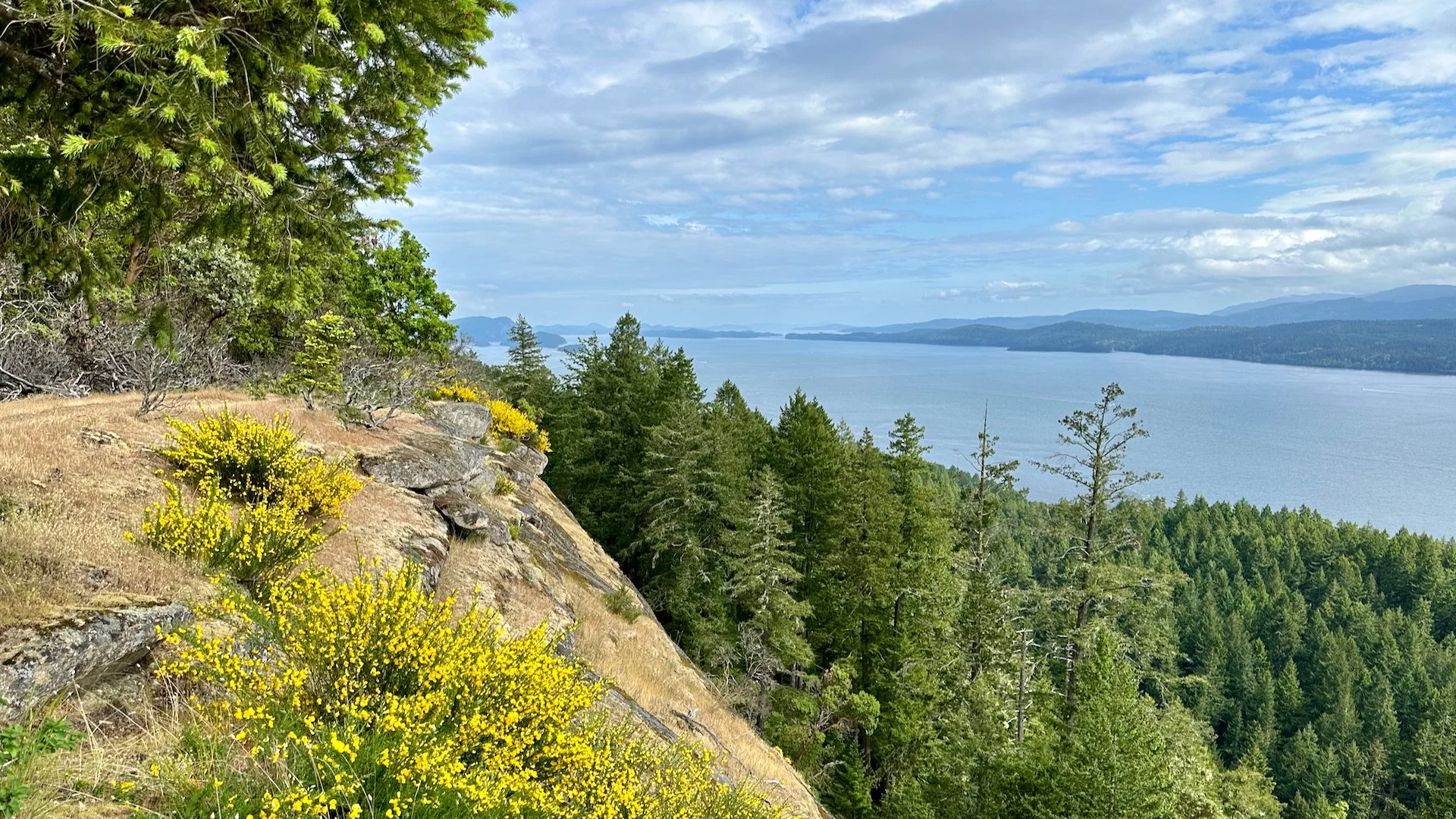  Even up here, the broome is in bloom. 