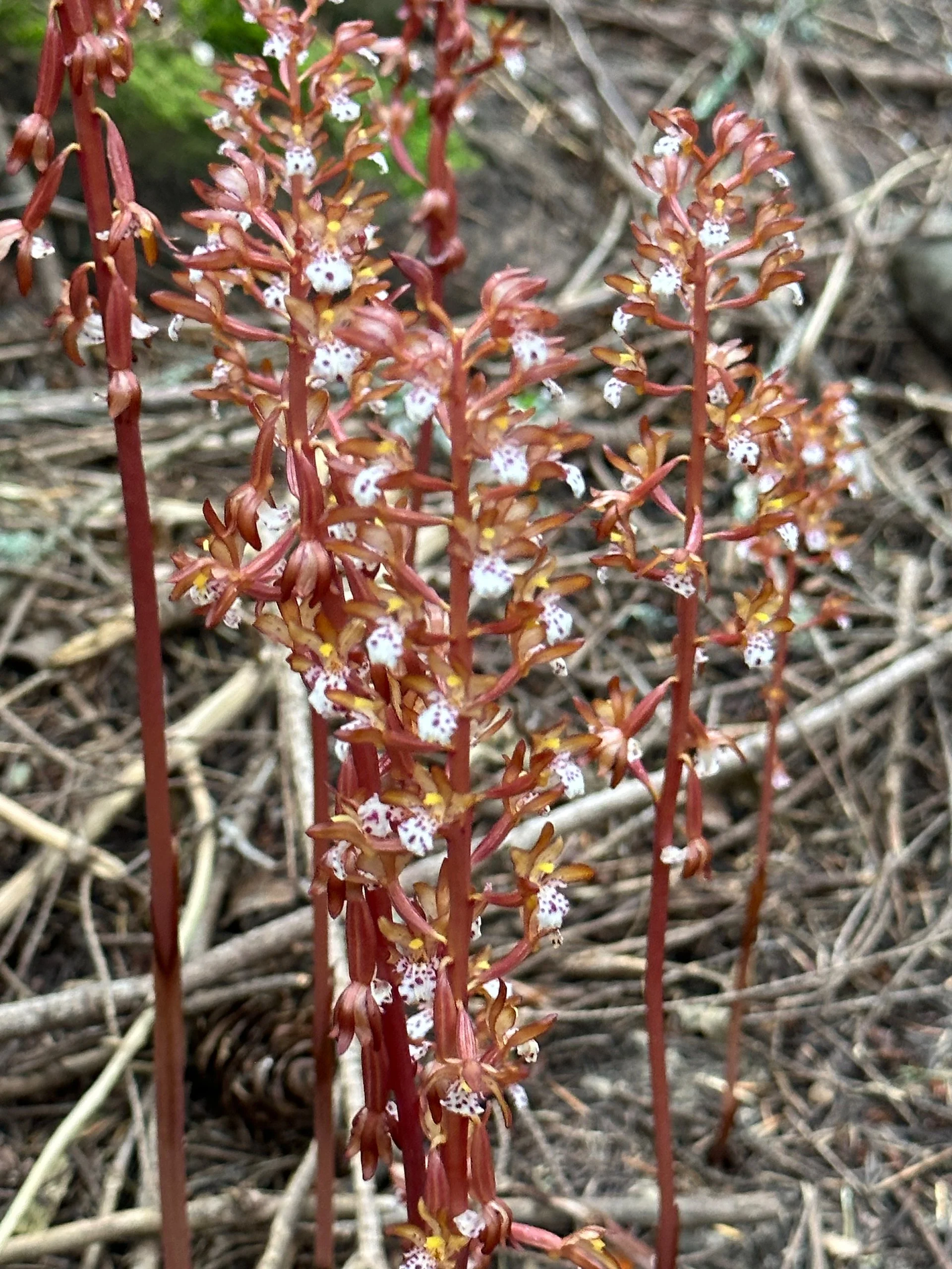  More of the little orchids we saw on the hike back. 