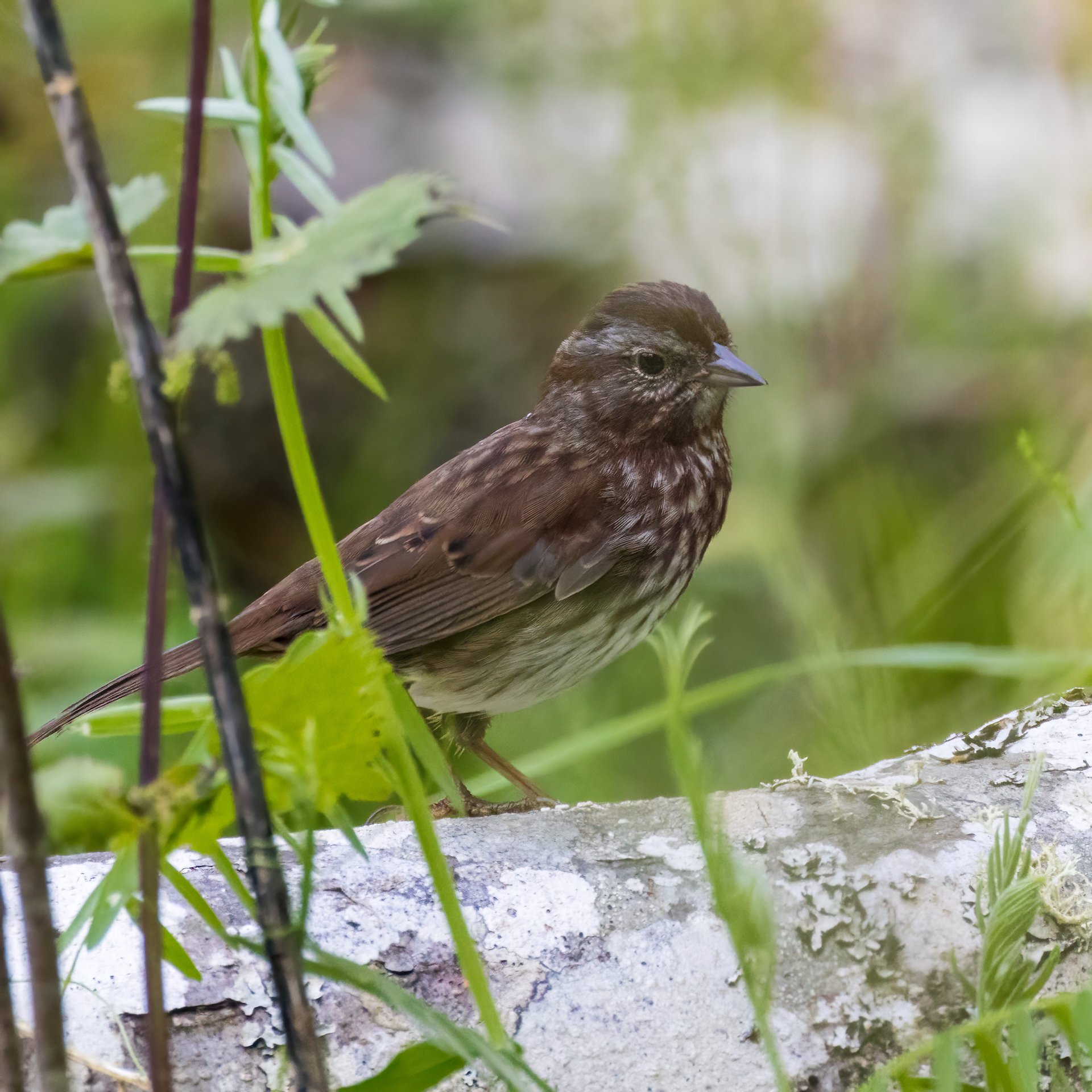 Galiano Birds - 118.jpeg