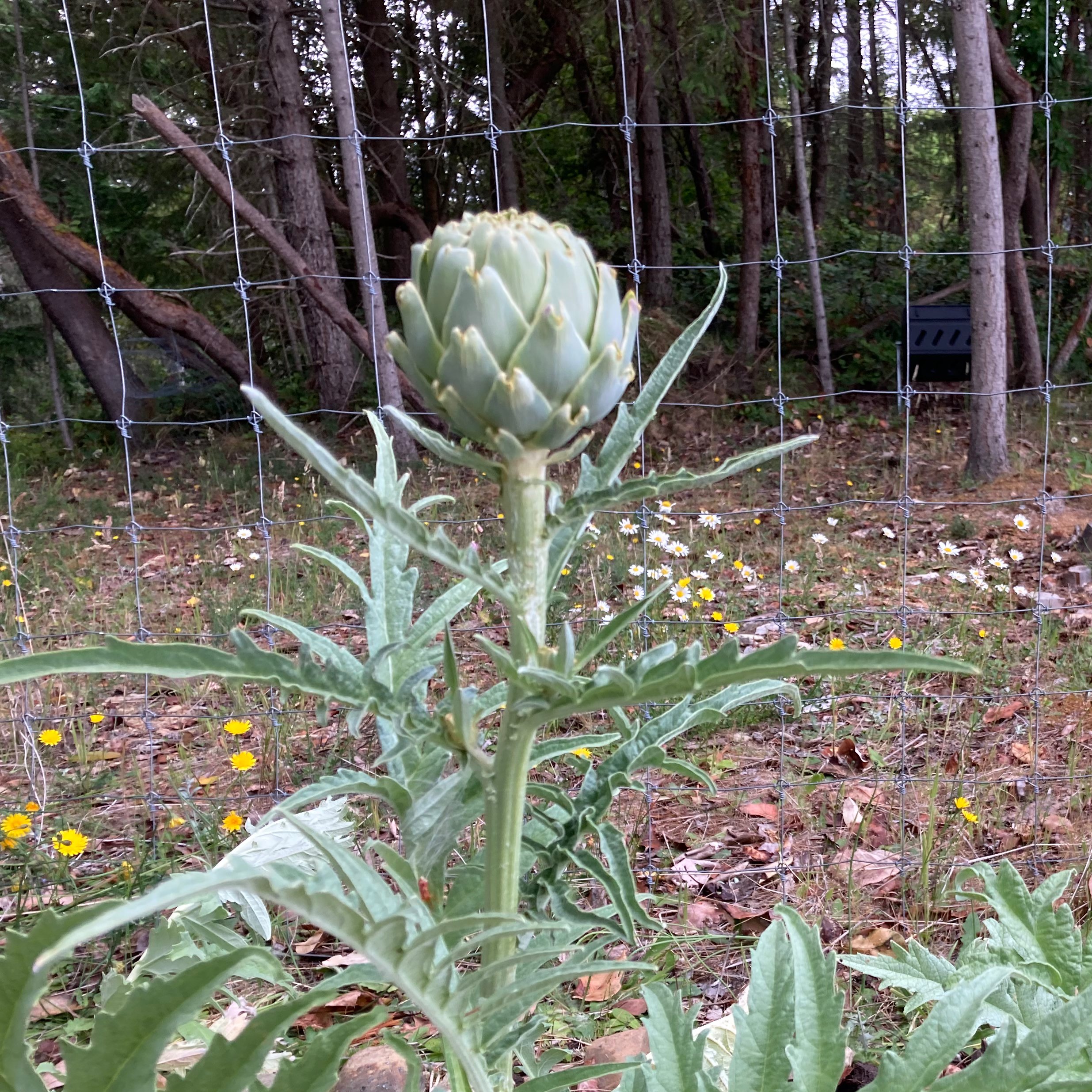 The artichokes are actually forming!  