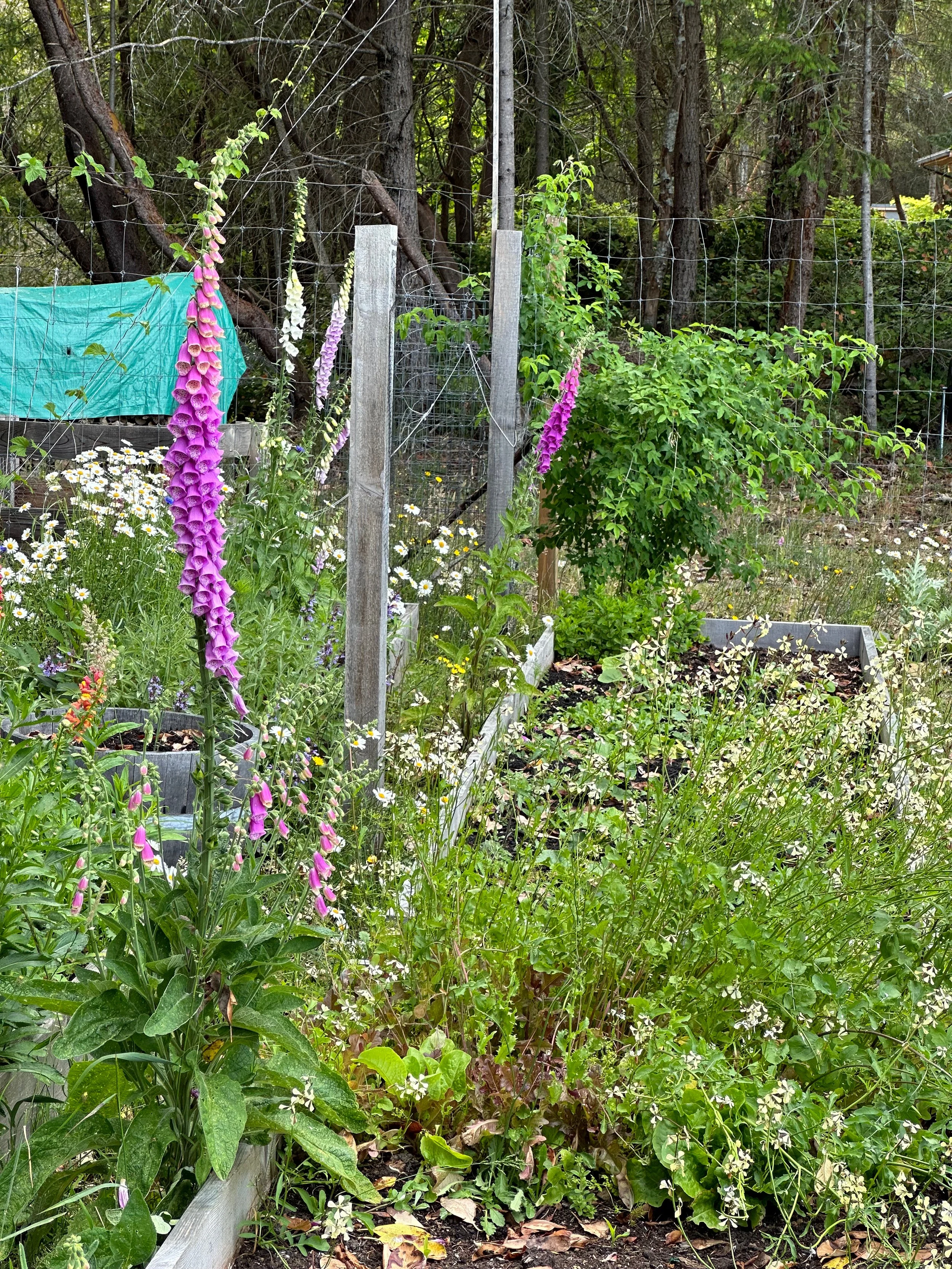  The arugula may have bolted… 