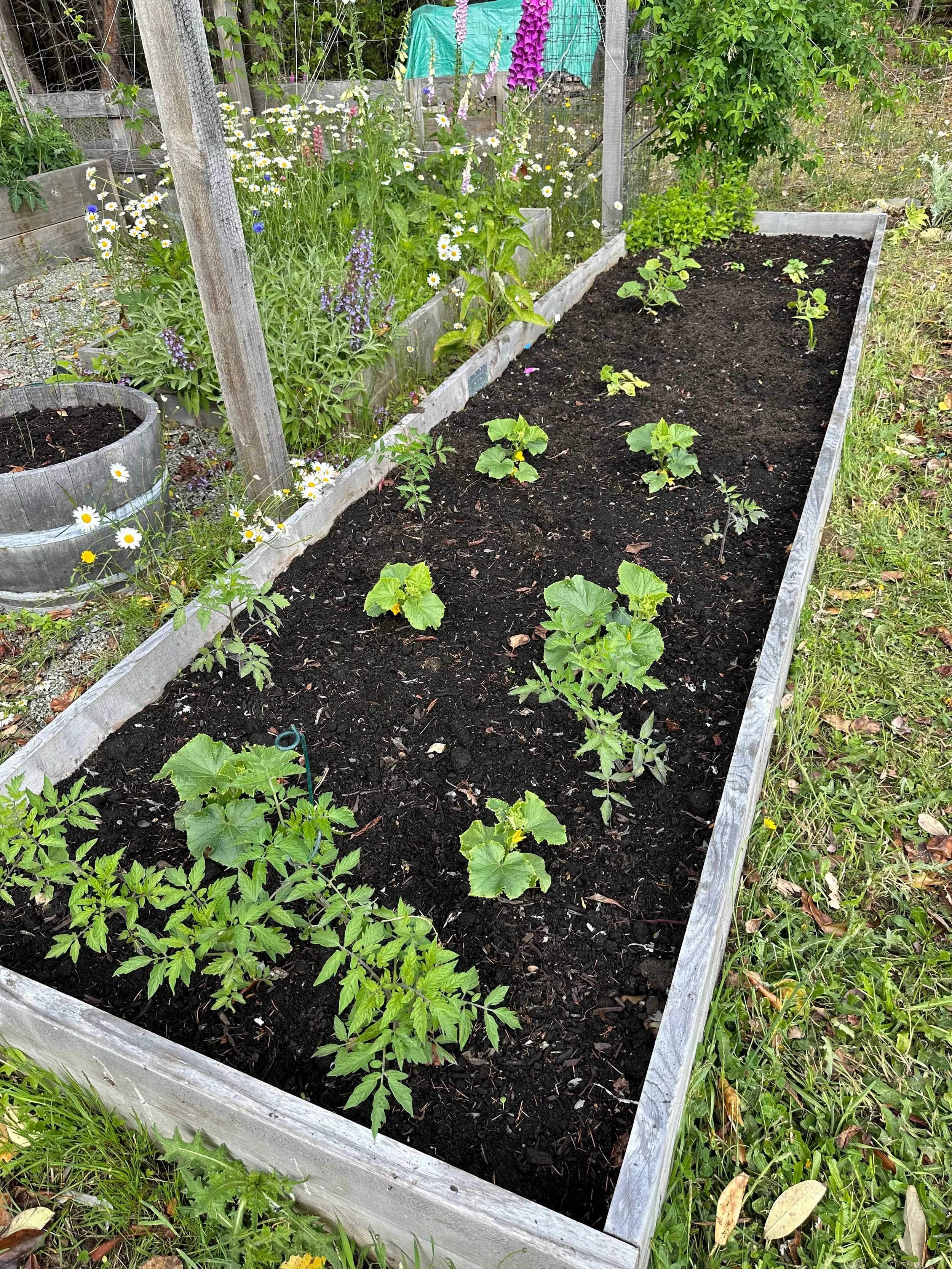  My cucumbers and squash are a little slow. 