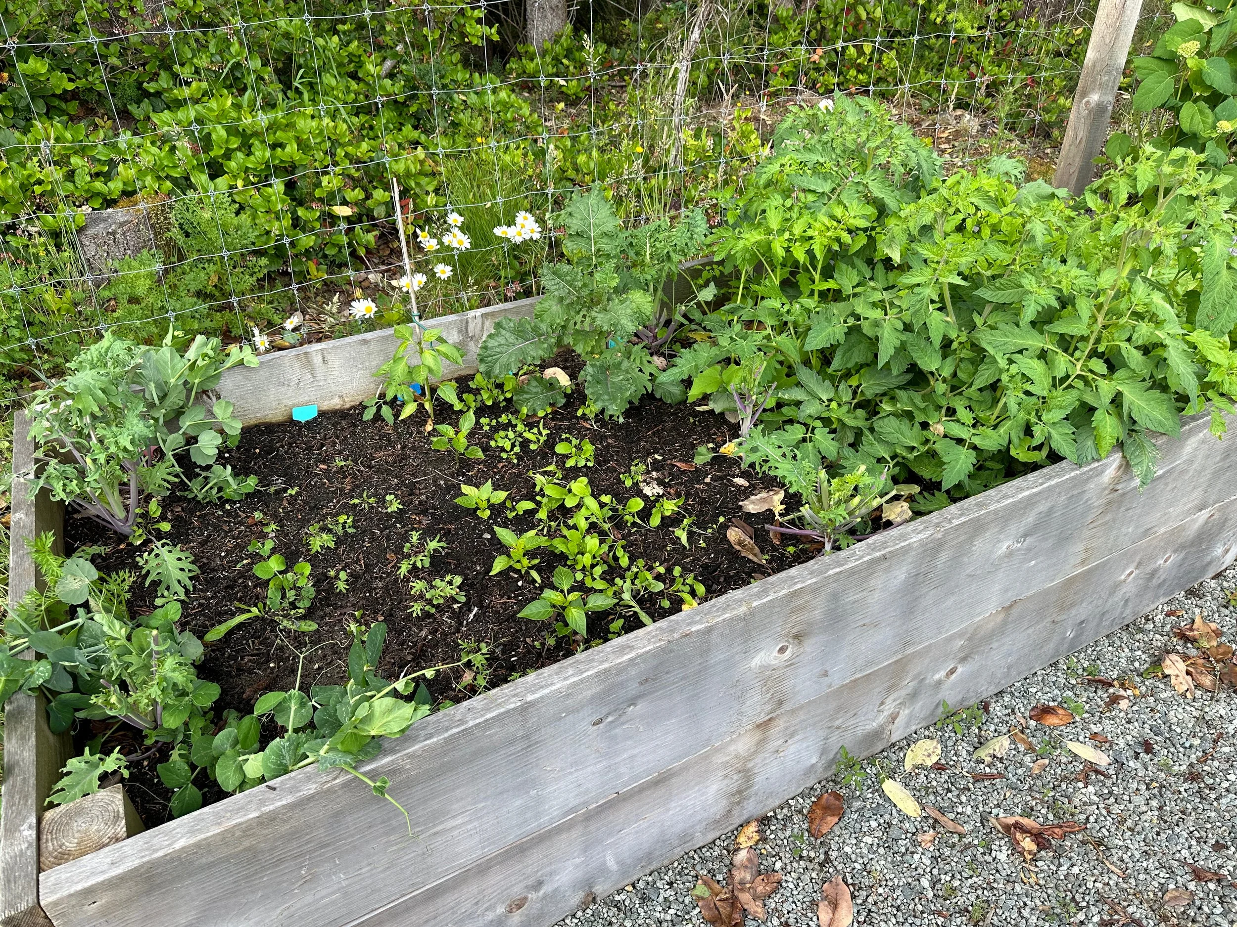  Tomatoes doing well again. 