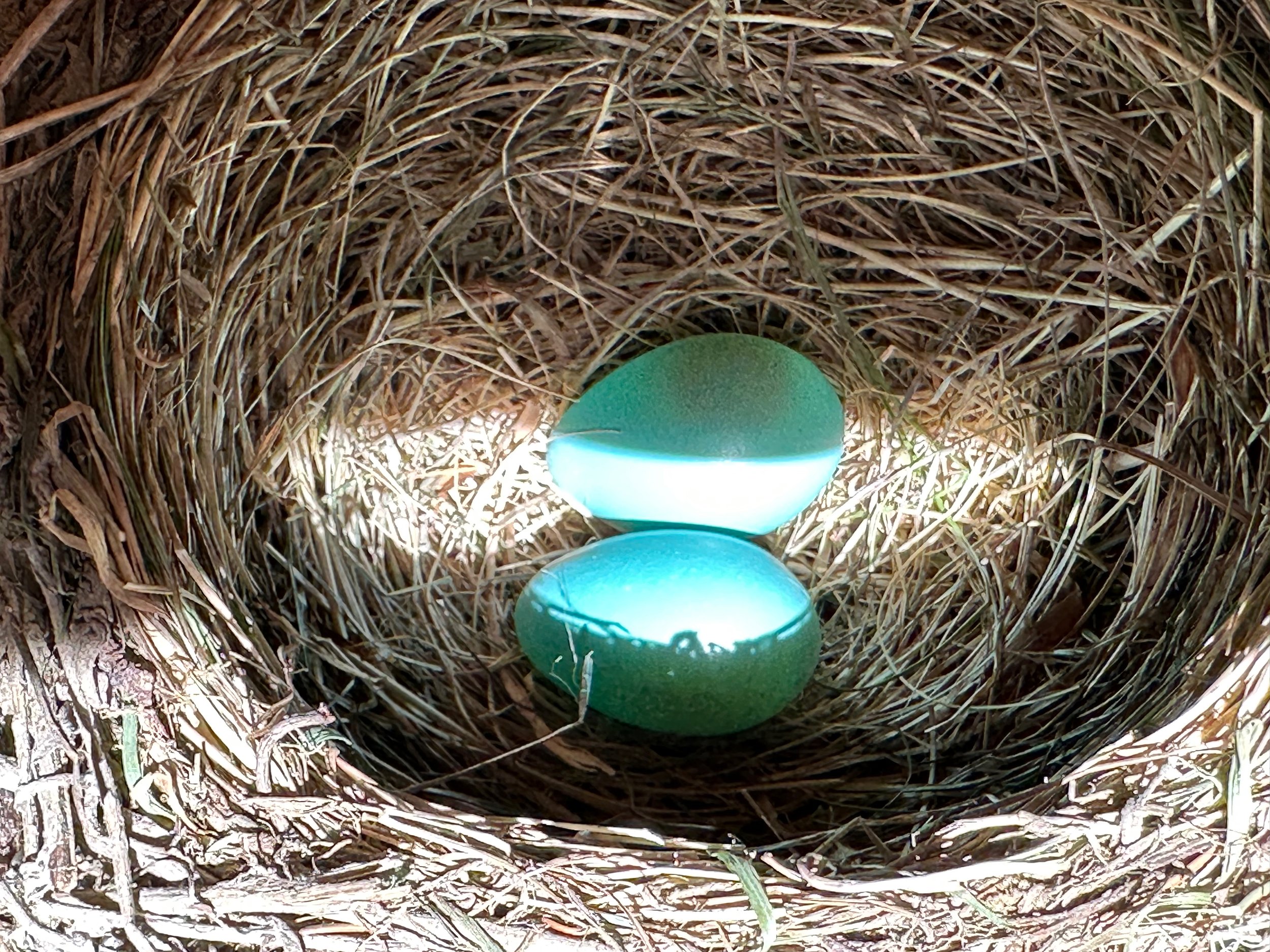  A robin’s nest with those amazing turquoise colored eggs.  