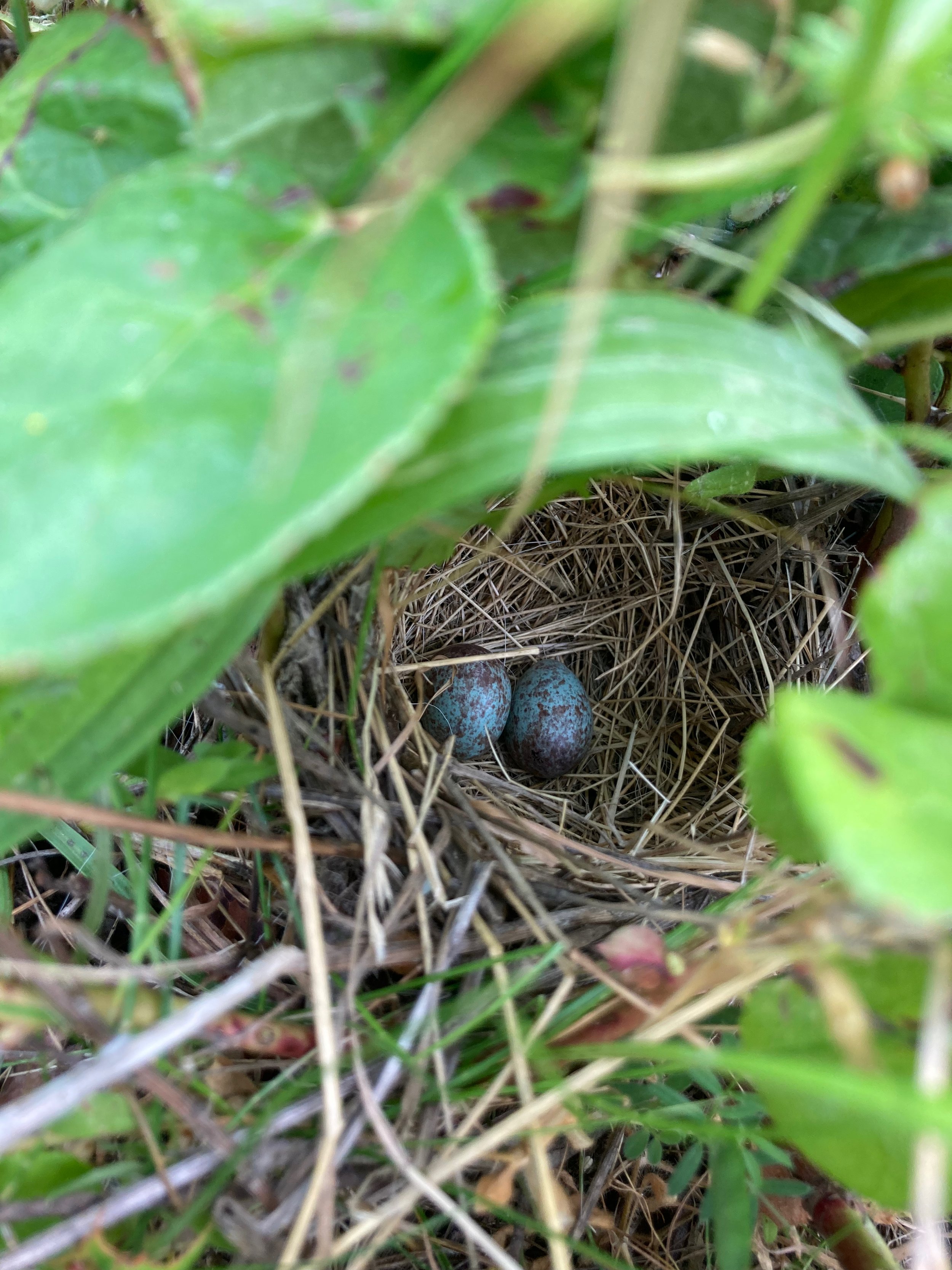 A tiny white-crowned sparrow nest in a patch of salal.  