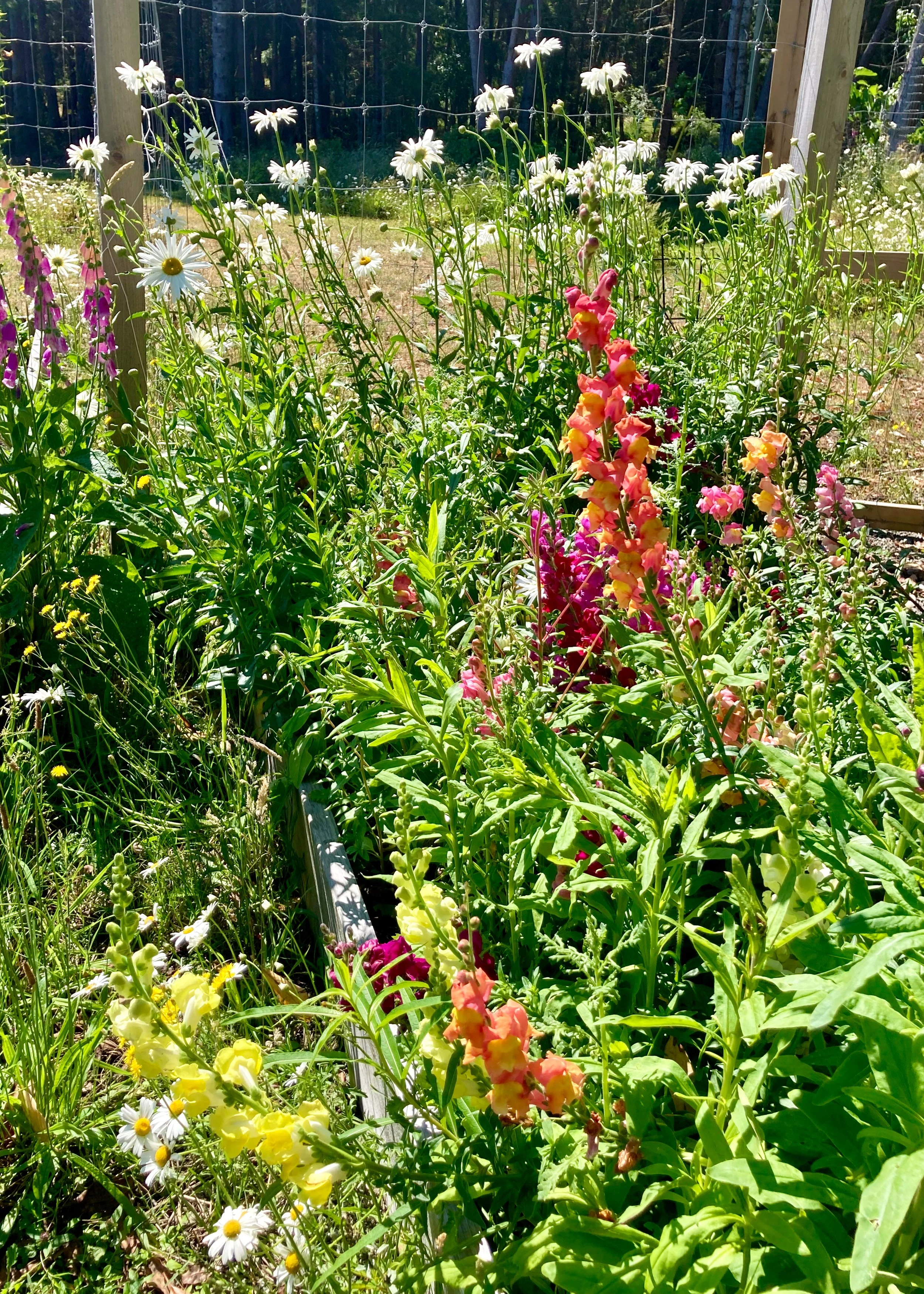  Justine’s snapdragons are in full bloom and look amazing! 