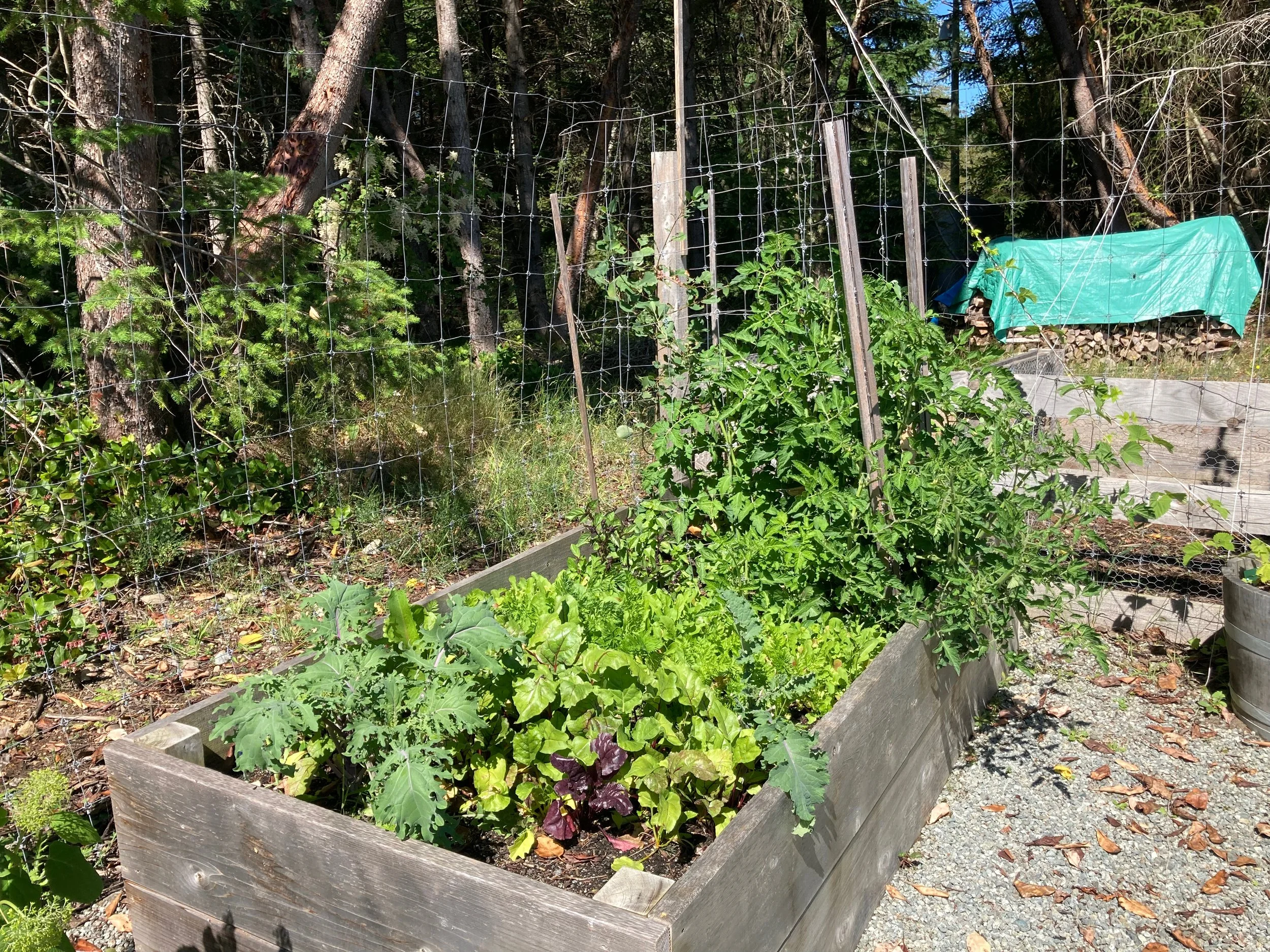  The second seeding of arugula was getting out of control, and the tomatoes are also exploding! 