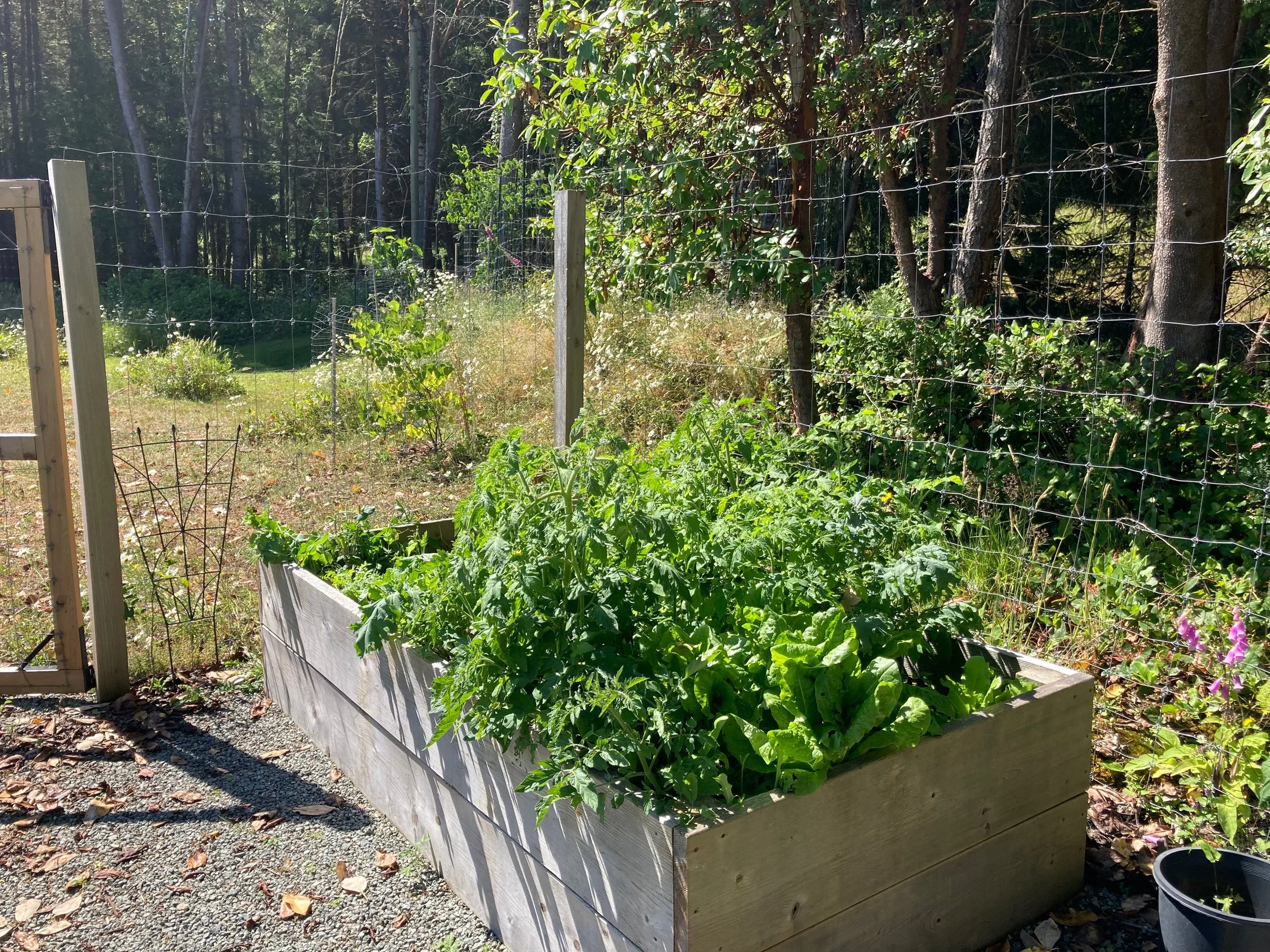  More huge tomatoes and some lettuce that was bolting. Food for the ducks… 