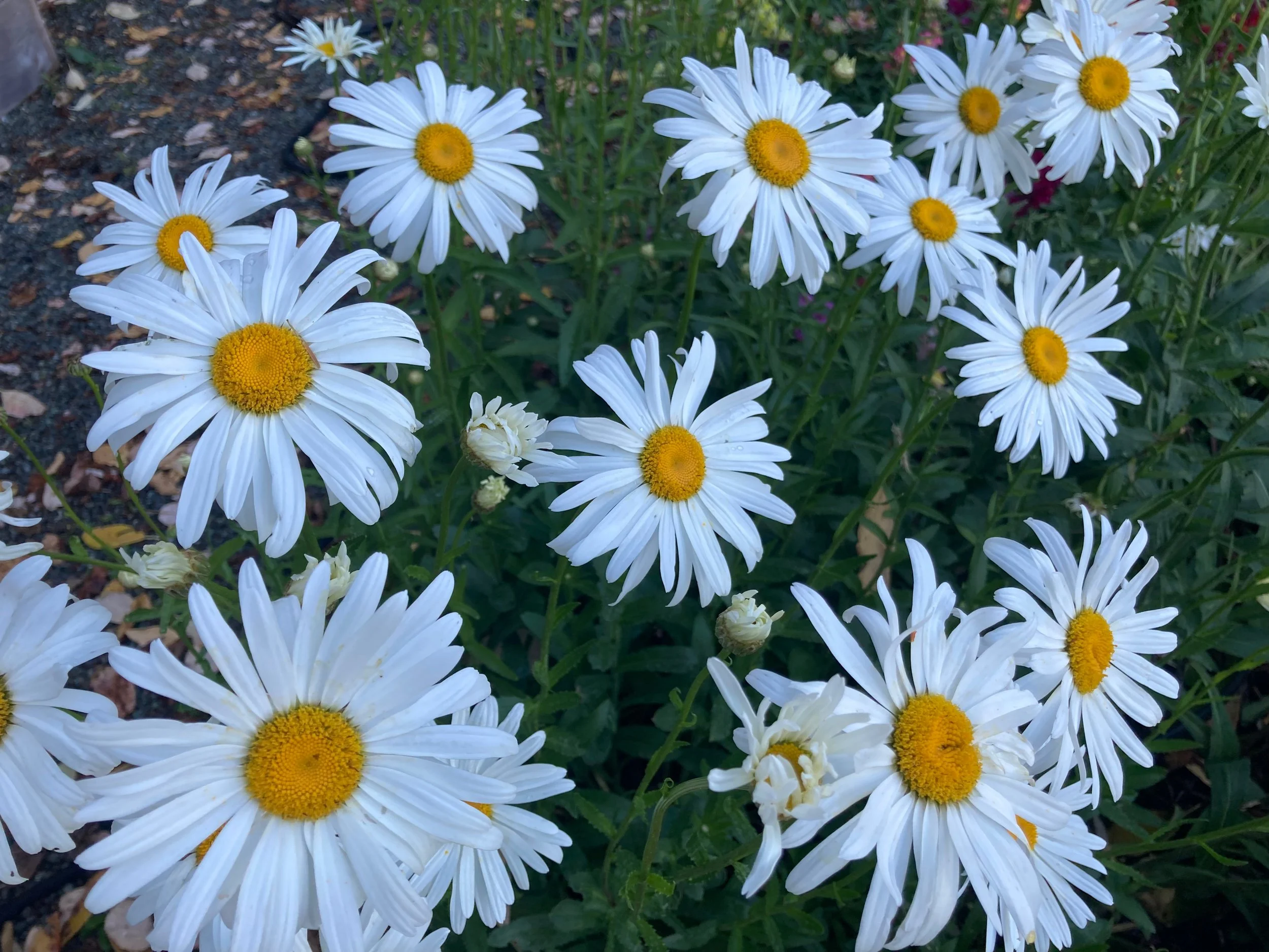  Justine has had great success with daisies. 