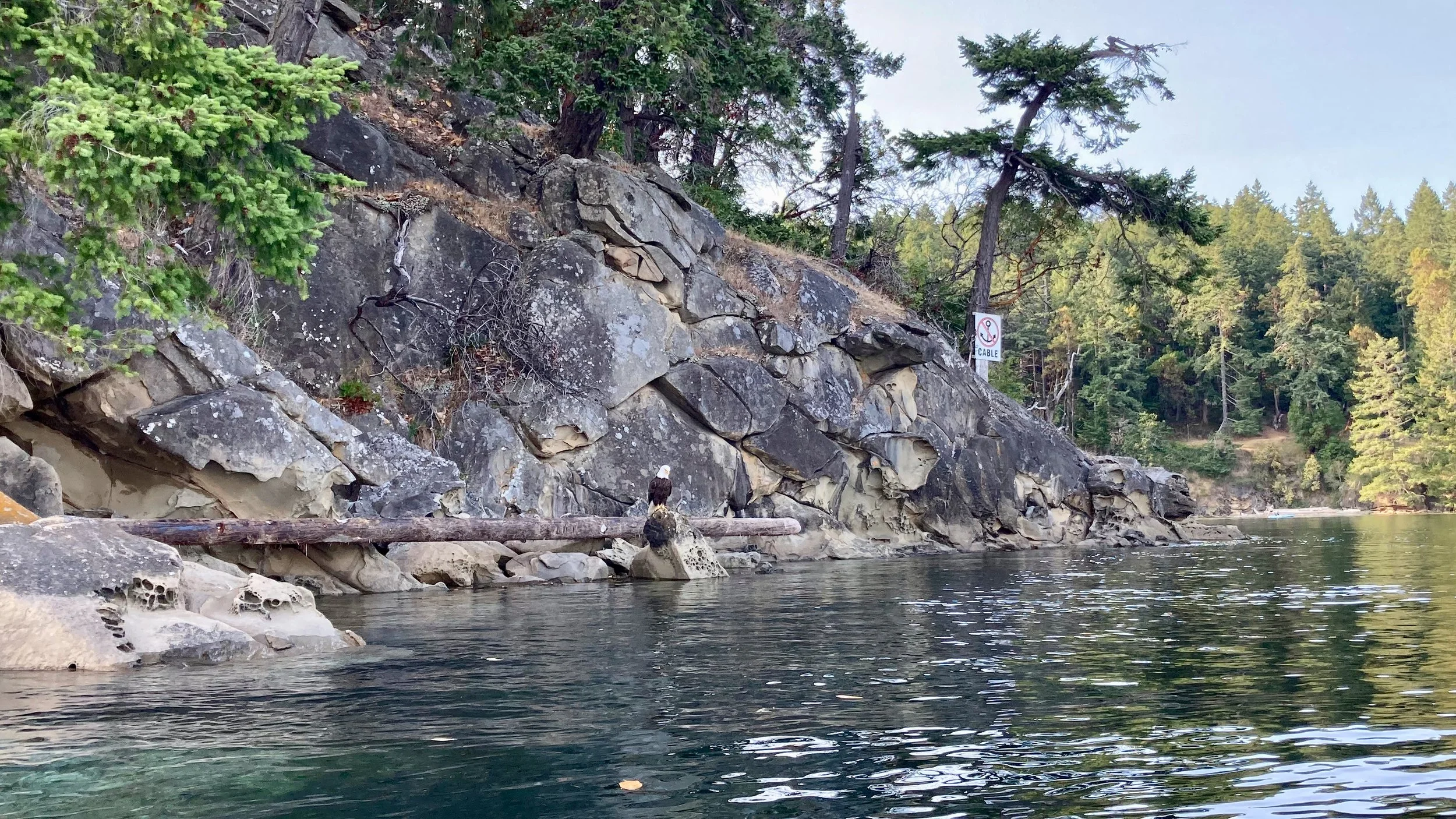  A bald eagle, hanging out on the rocks - until we got too close… 