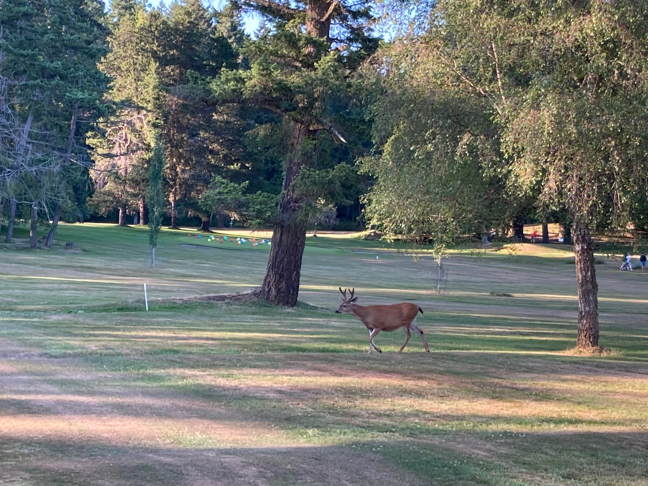 Even the deer wanted to come out and play. 