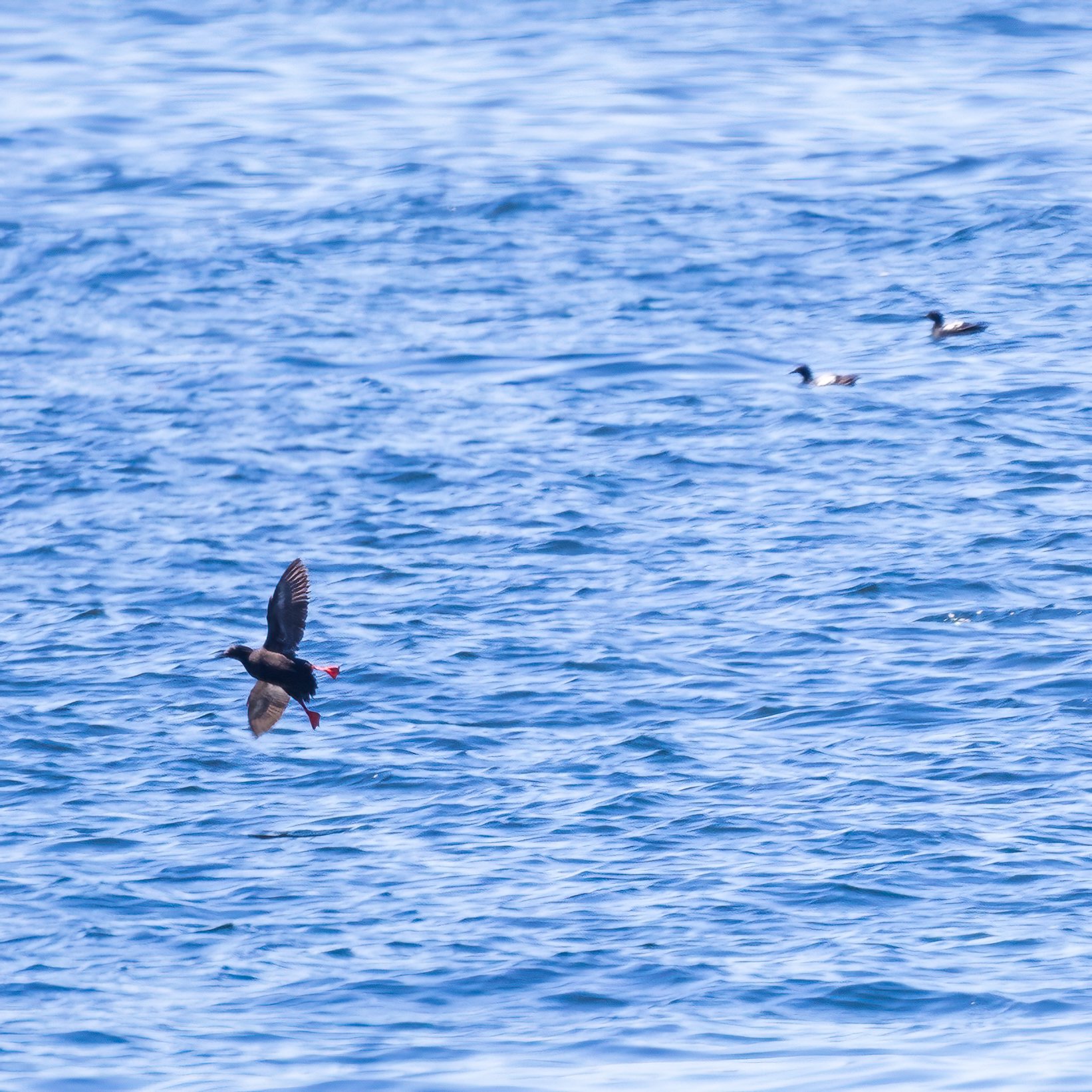  Pigeon guillemots.  