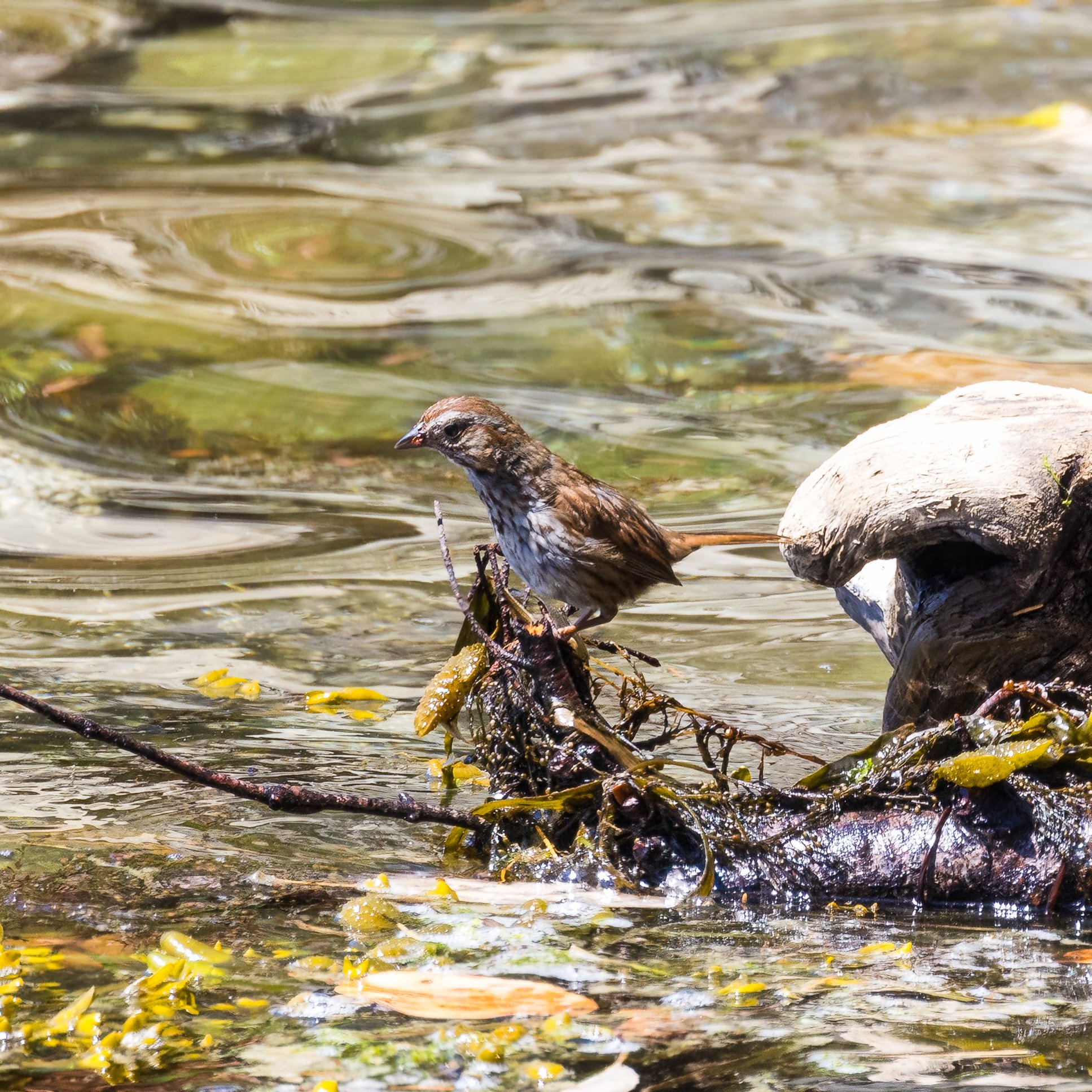  A song sparrow exploring the water. 