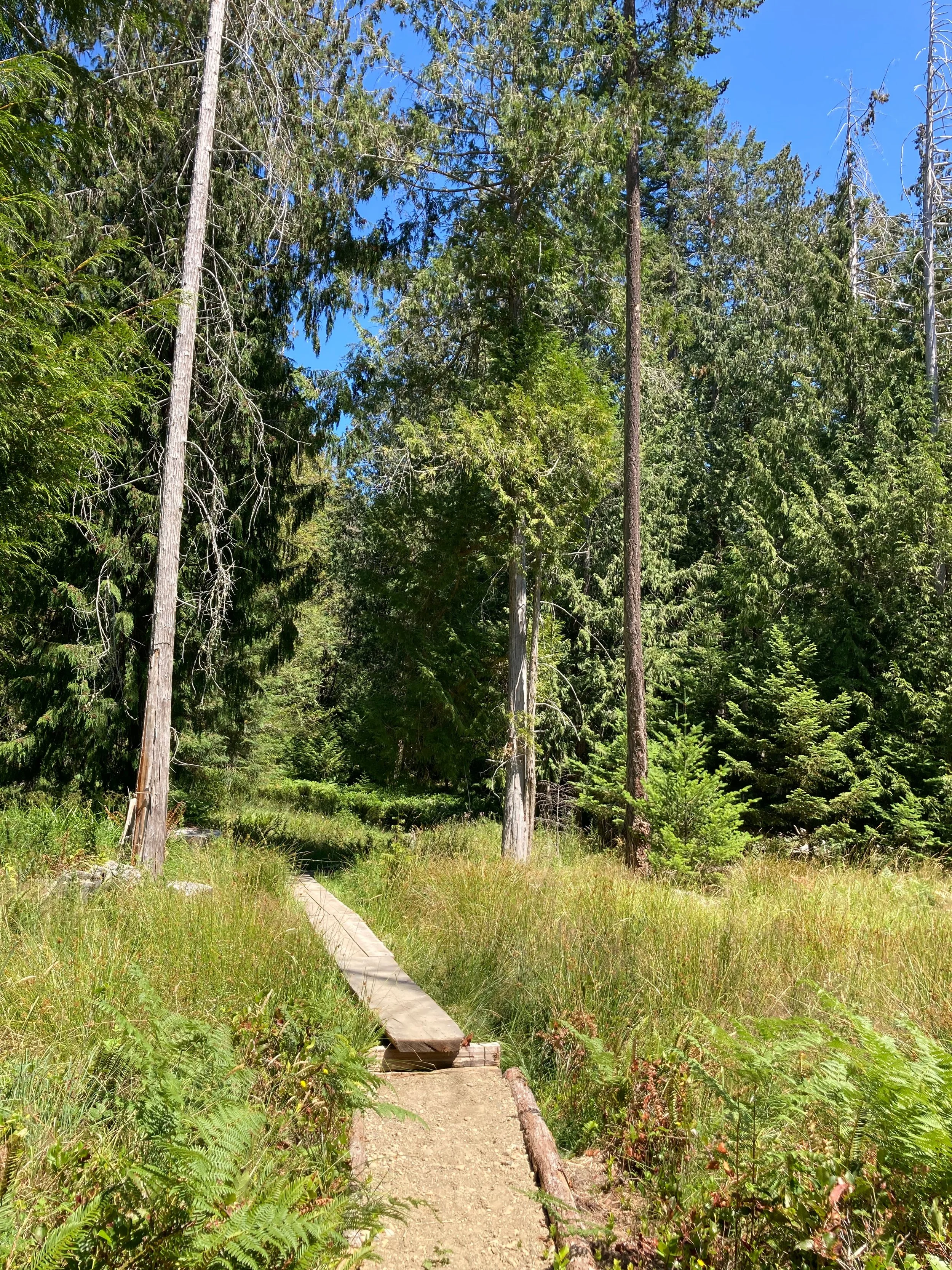  The trail eventually led us out into an open, marshy area with boardwalks that led us on our path.  