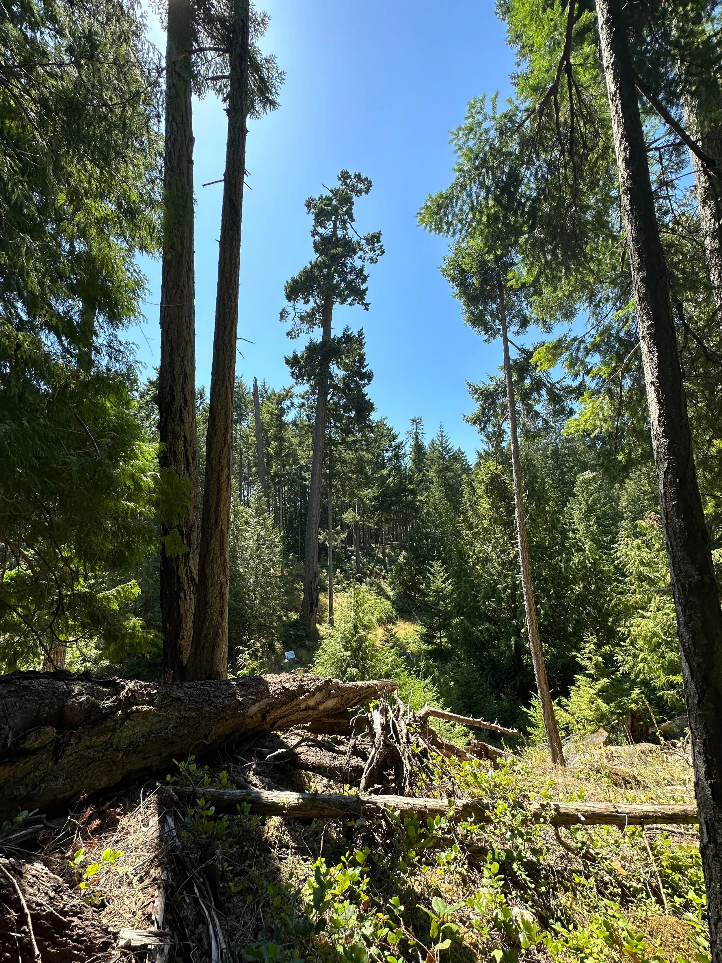  One of the few, huge old growth trees left on the island. The picture really doesn’t do this one justice.  