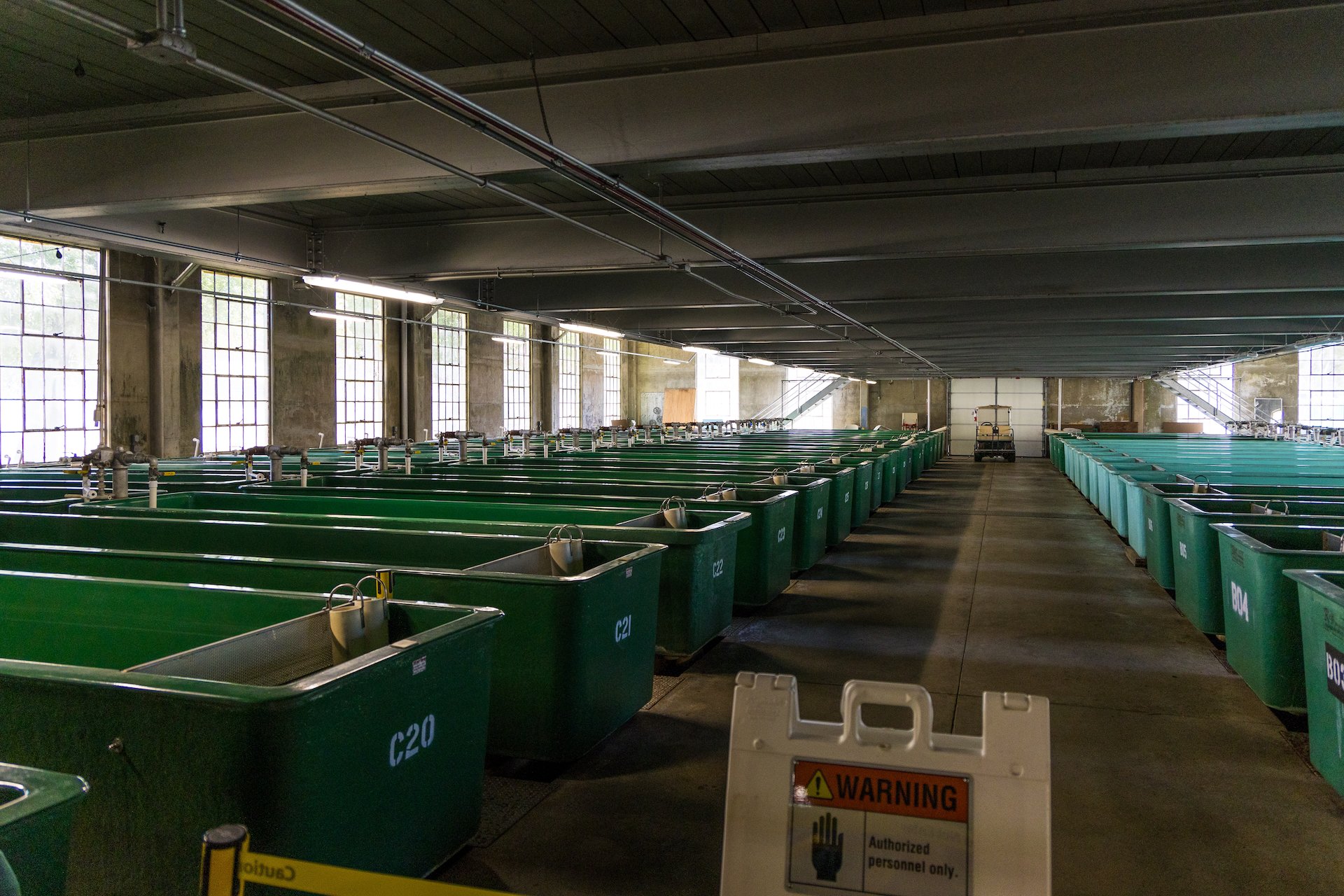  Inside the building, all of the eggs are raised into fingerlings in these green tubs. 1.2M every year. 