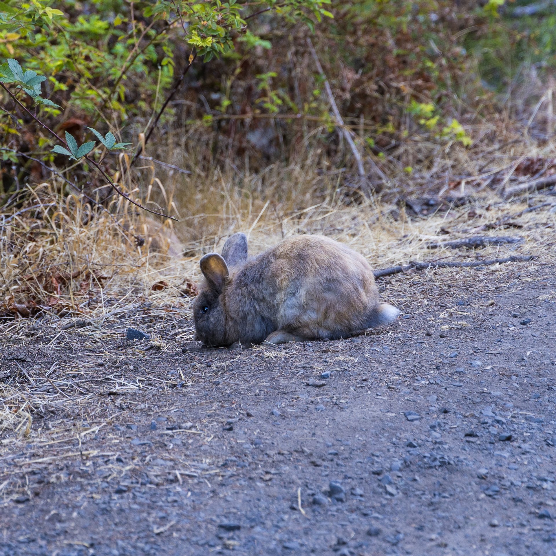  Bunnies! 