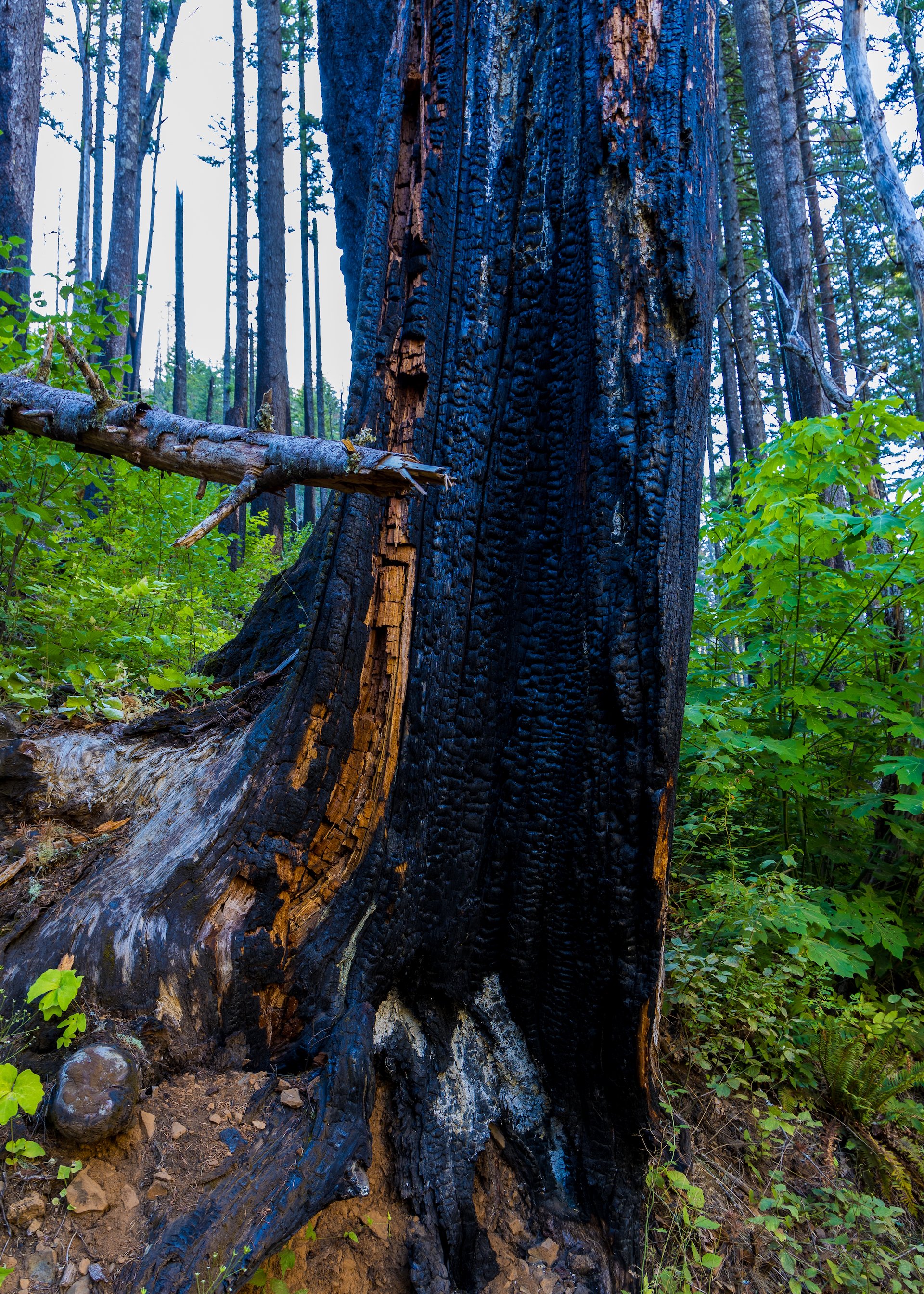  The signs of the fire were everywhere. There were so many scorched trees along the trail that showed how insane the fire must have been. 