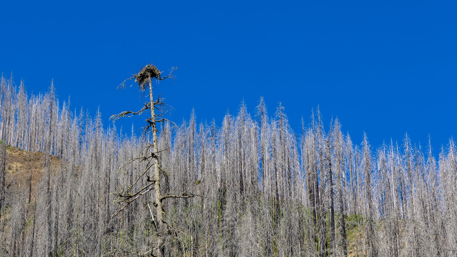  Not everyone minded the fire - there were a number of big nests in the dead trees.  