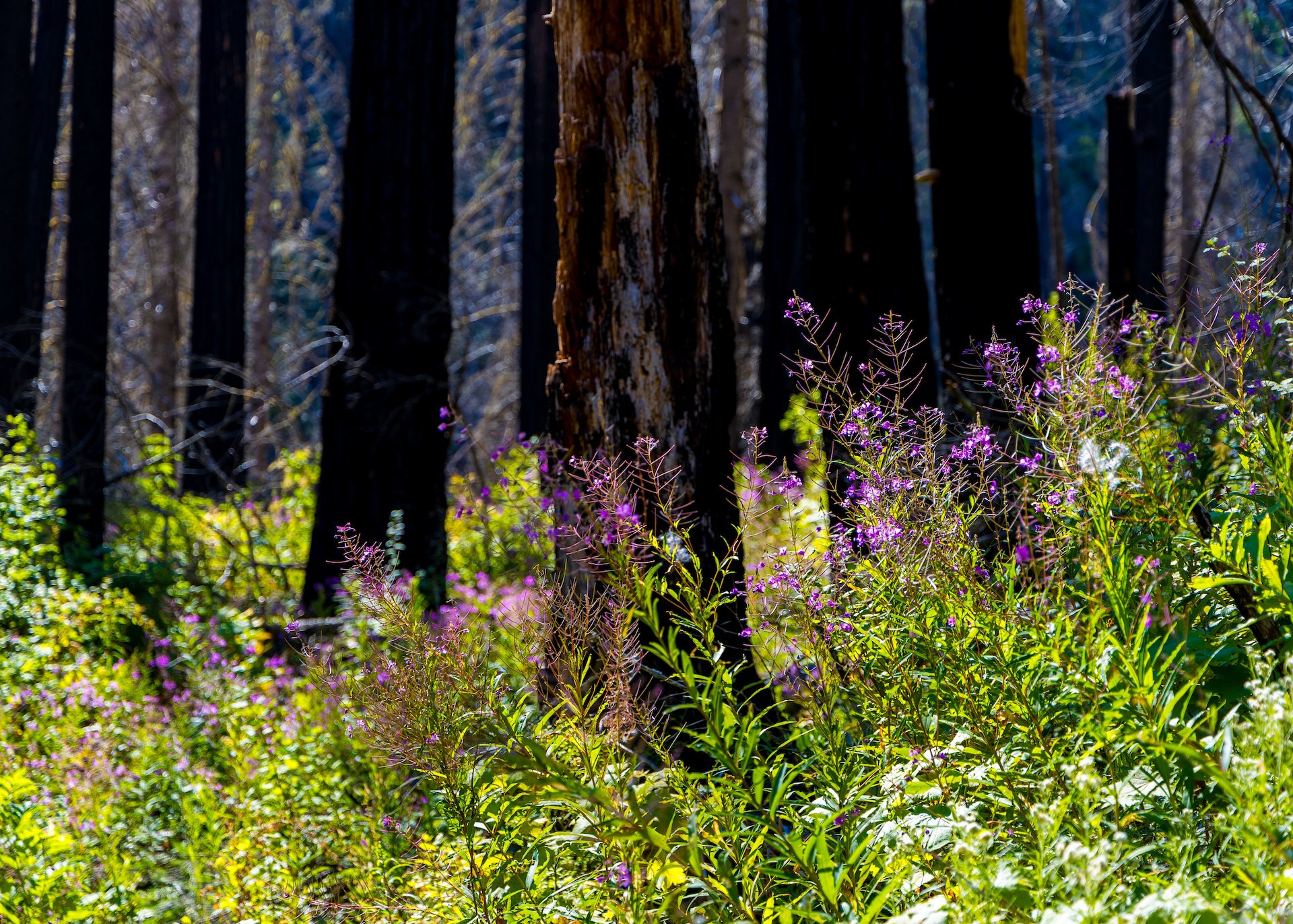  Not surprisingly, fireweed was everywhere.  