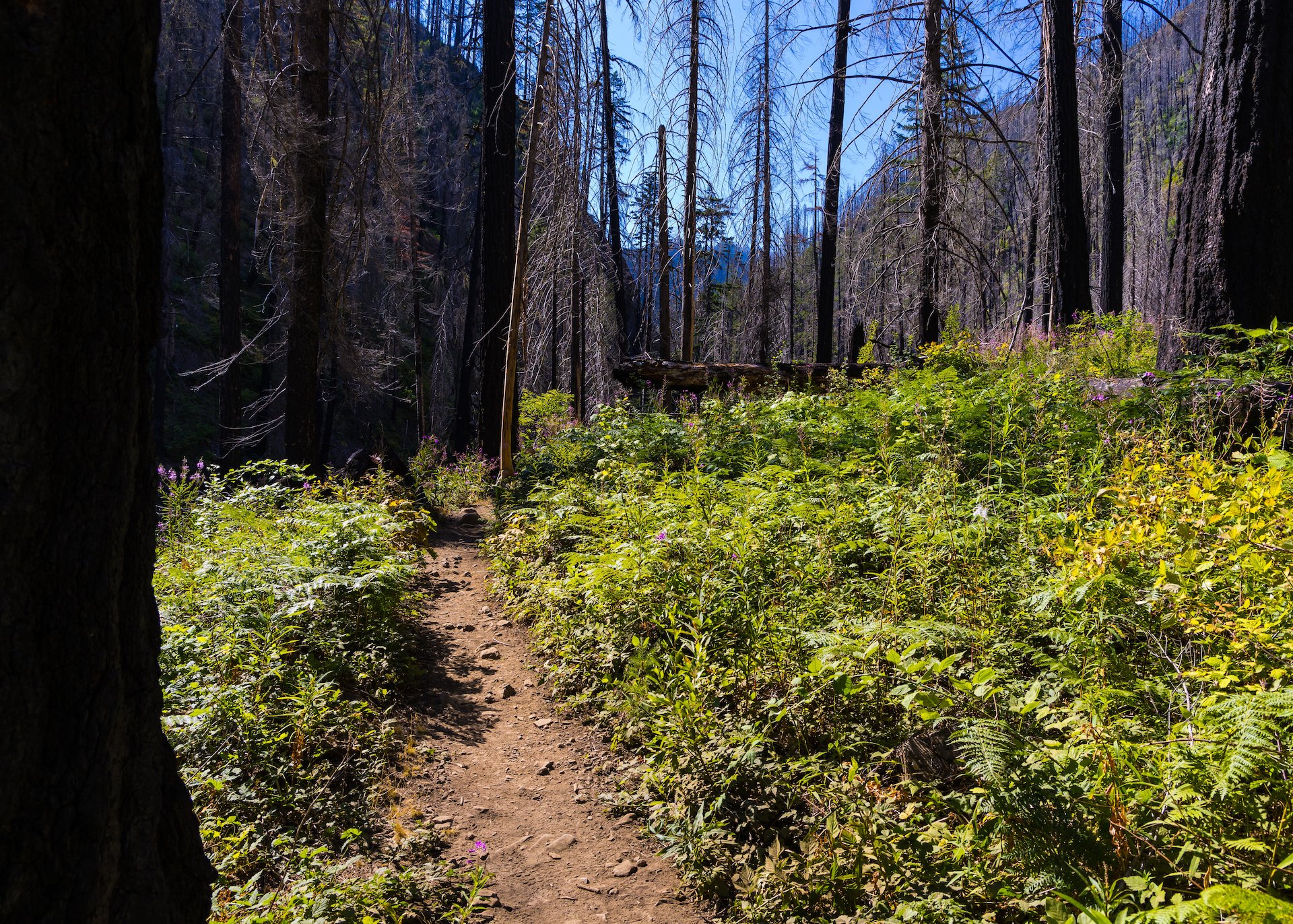  This section of the trail was the biggest change for me - I remember the area around High Bridge as being deep in the forest. Obviously no longer. 