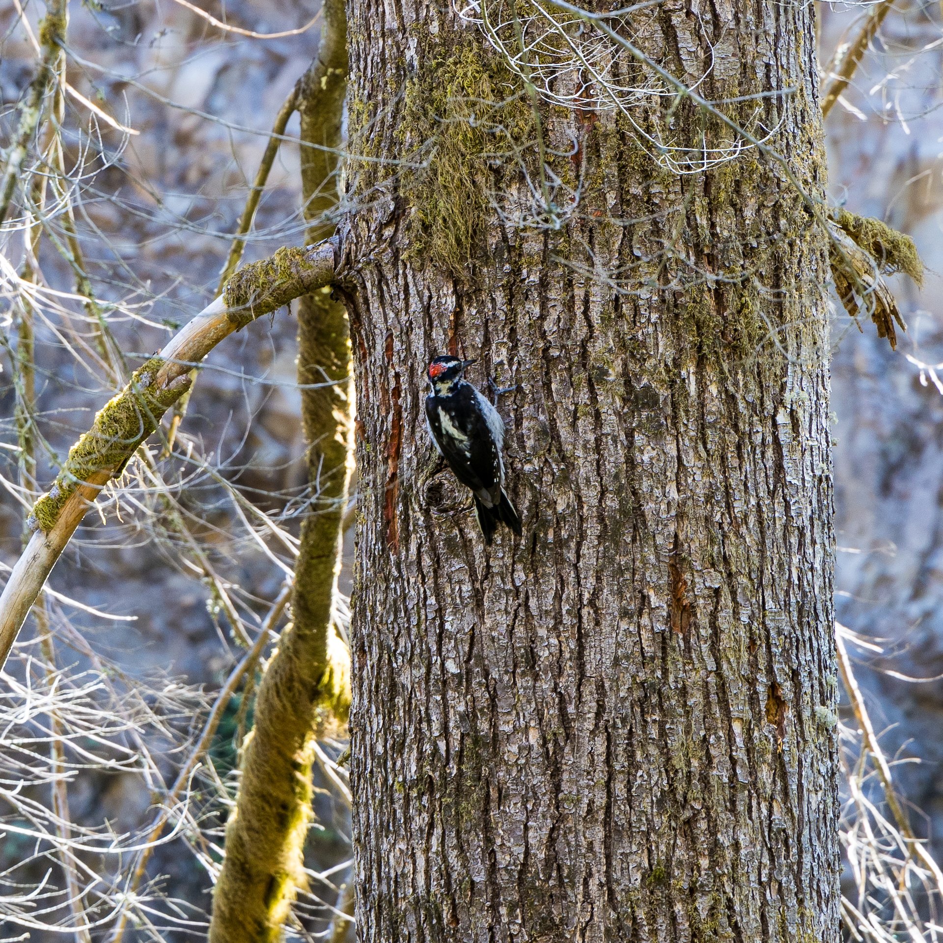  One of the few moments of wildlife - a Downy Woodpecker exploring the dead trees. 