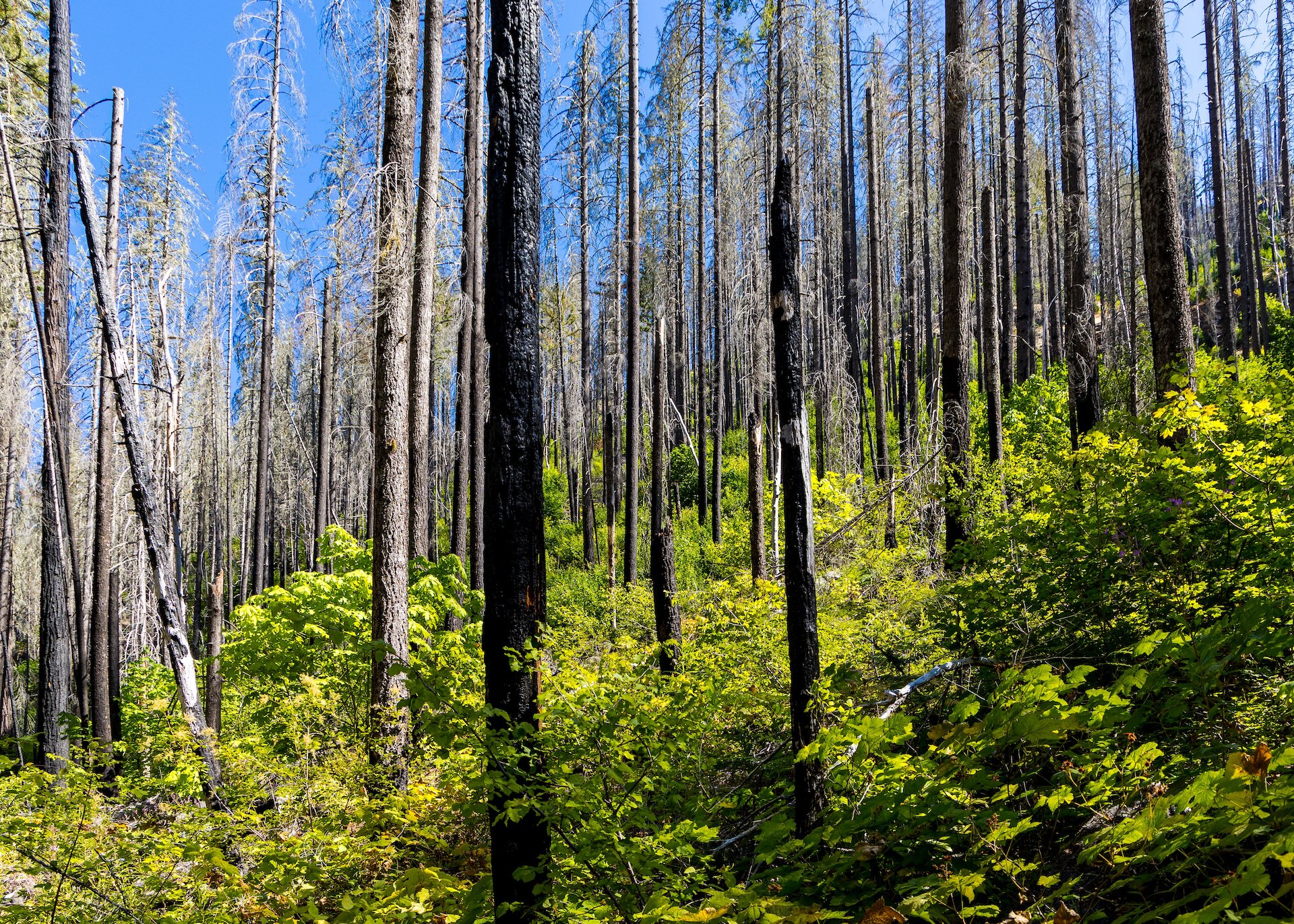  But then you were reminded of the devastation of the fire.  