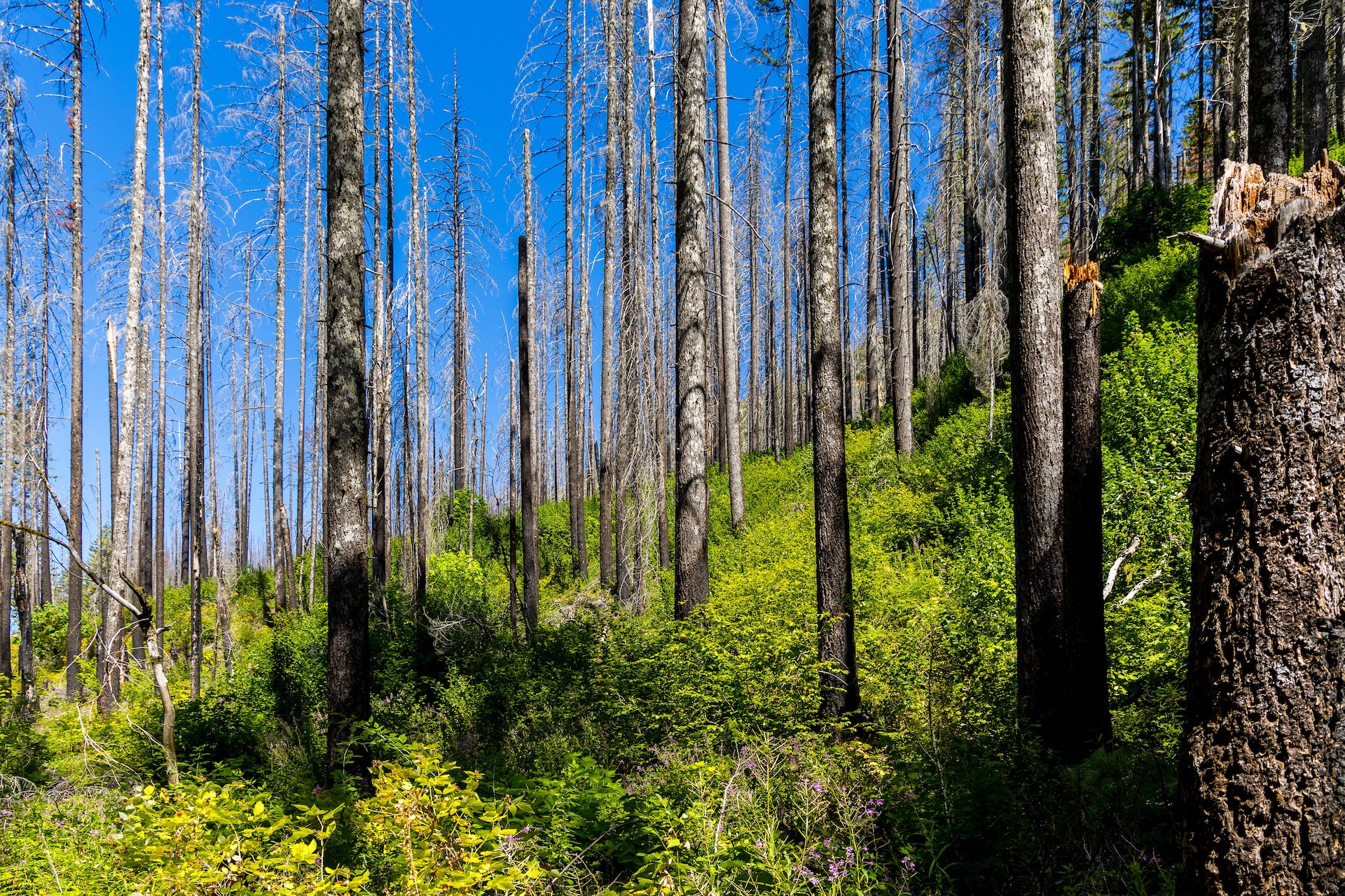  More views of the impact of the fires. 